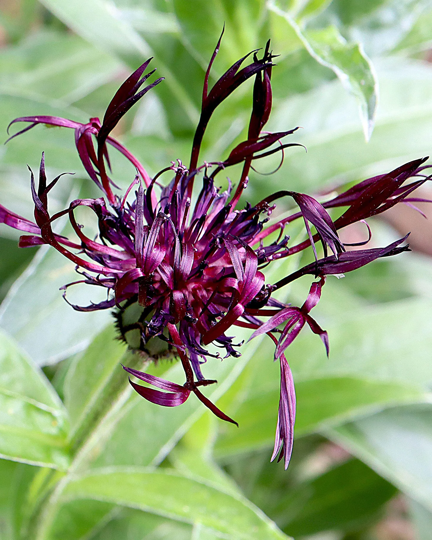 Centaurea 'Jordy' - Image 2