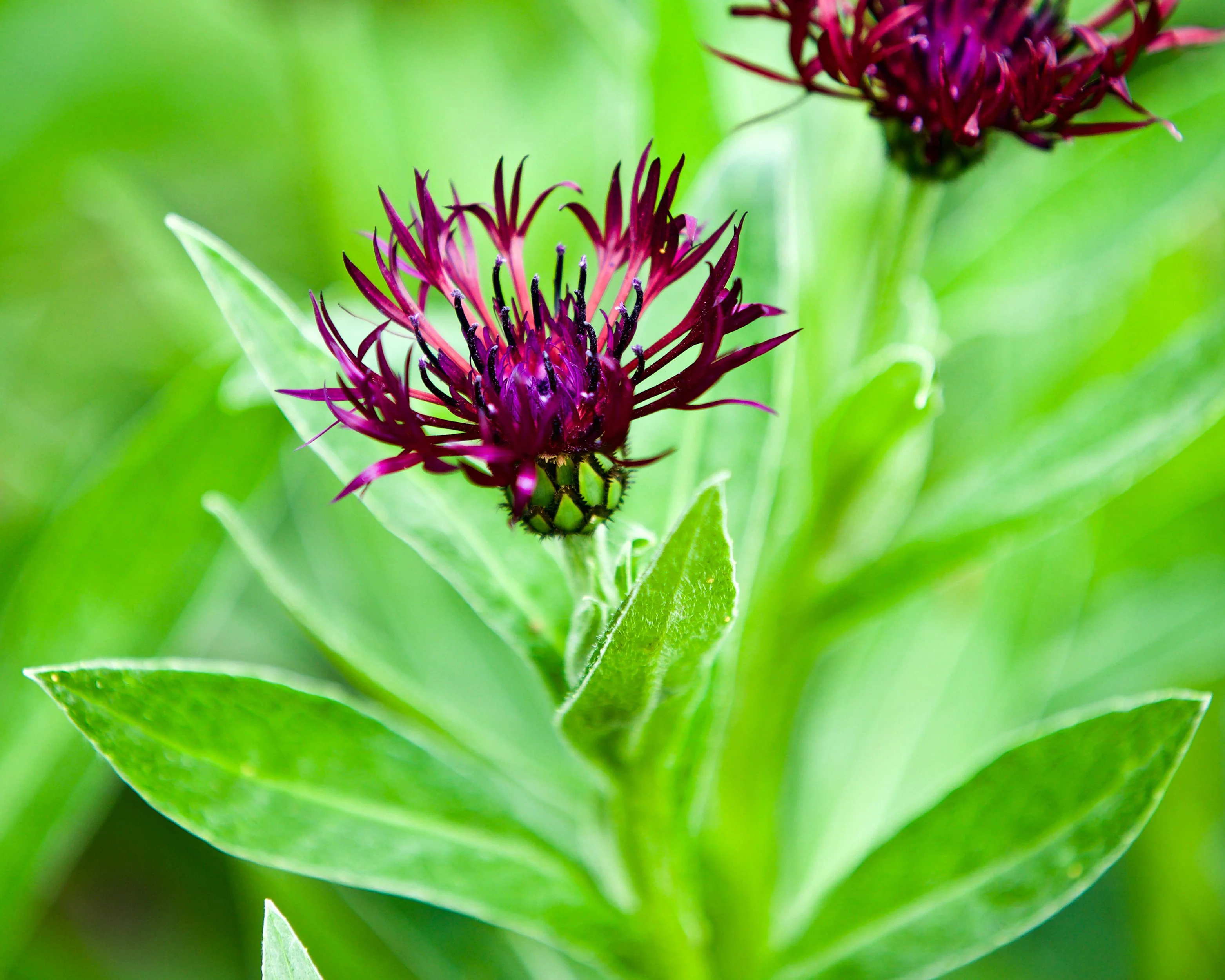 Centaurea 'Jordy' - Image 3