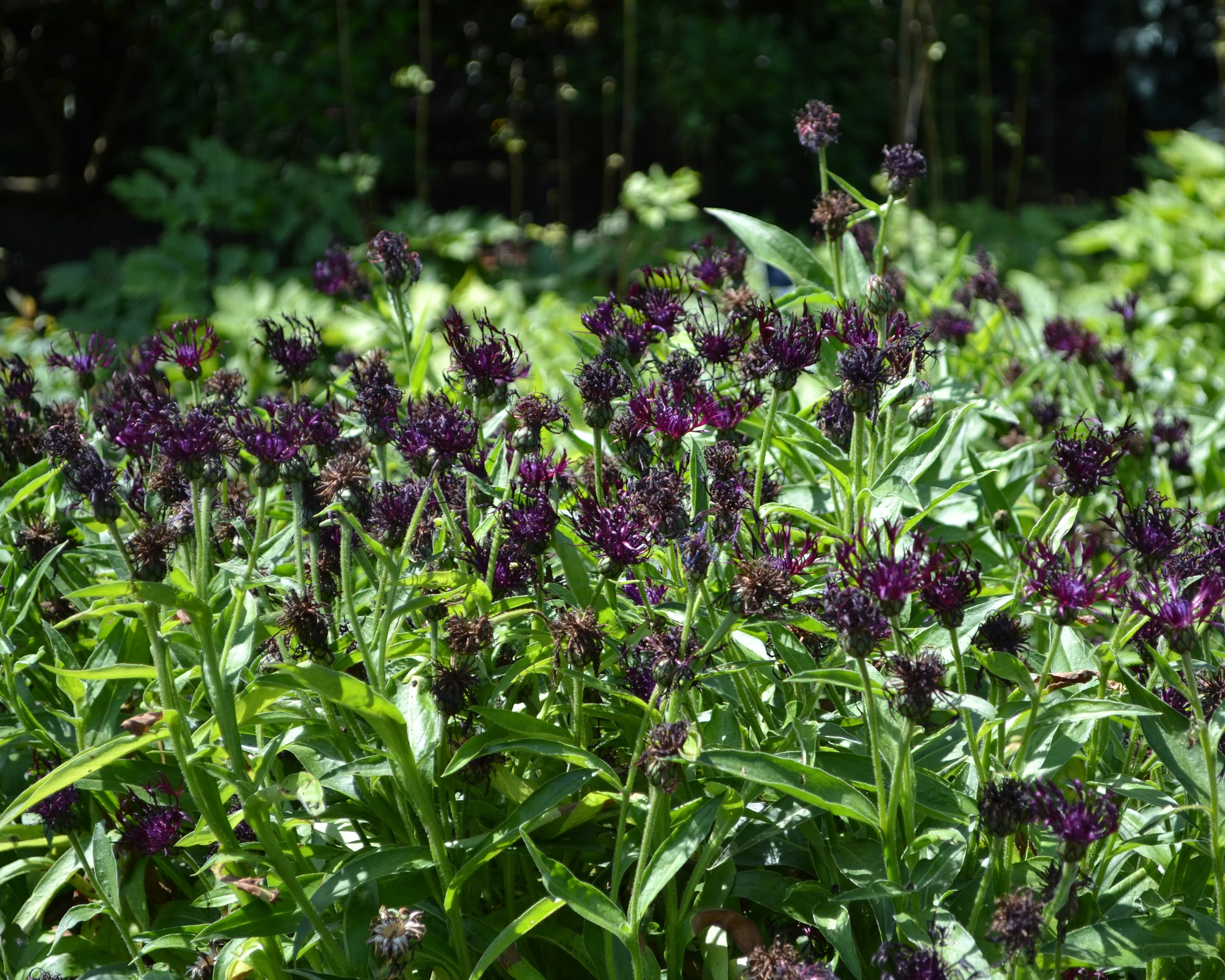 Centaurea 'Jordy' - Image 8
