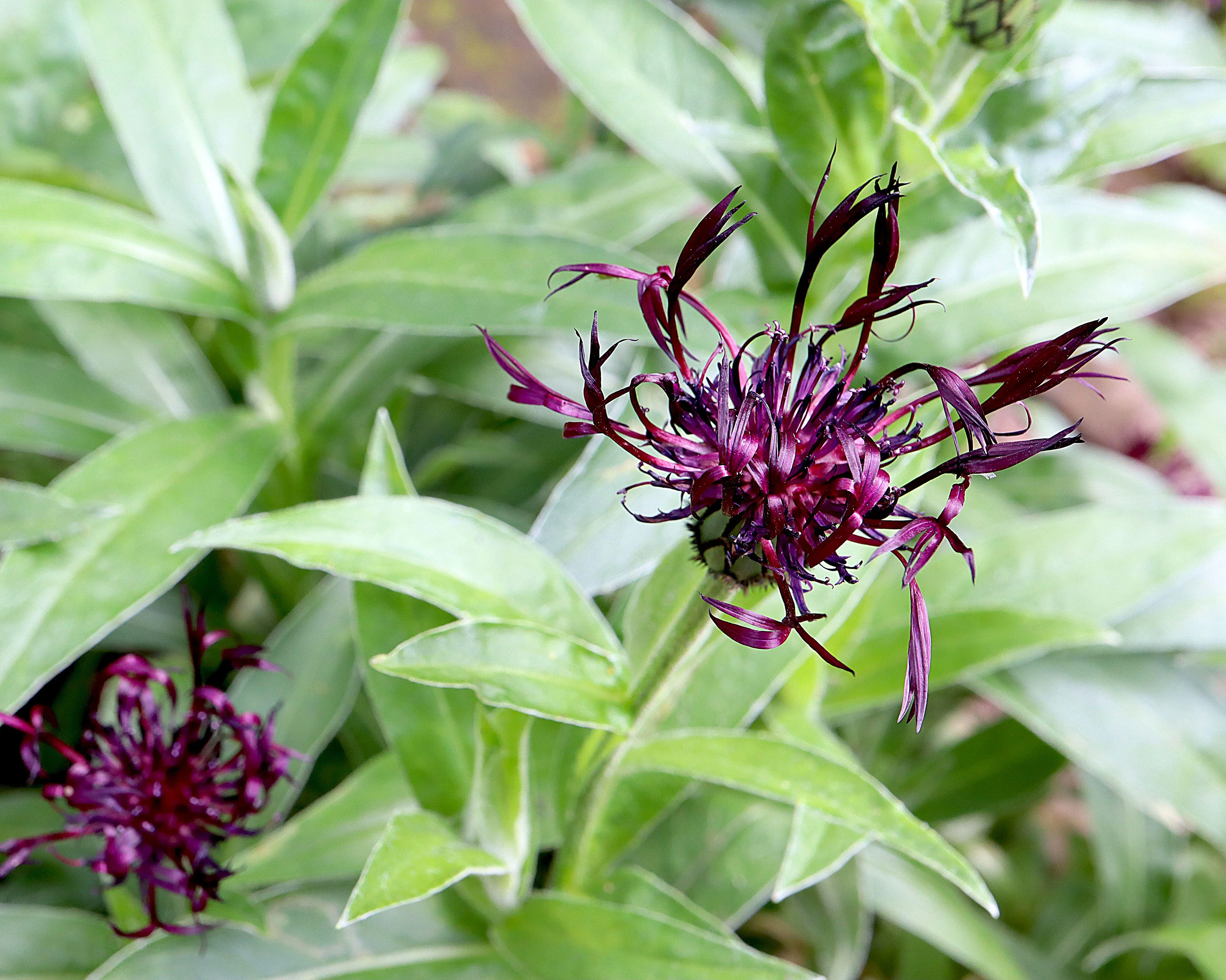 Centaurea 'Jordy' - Image 9
