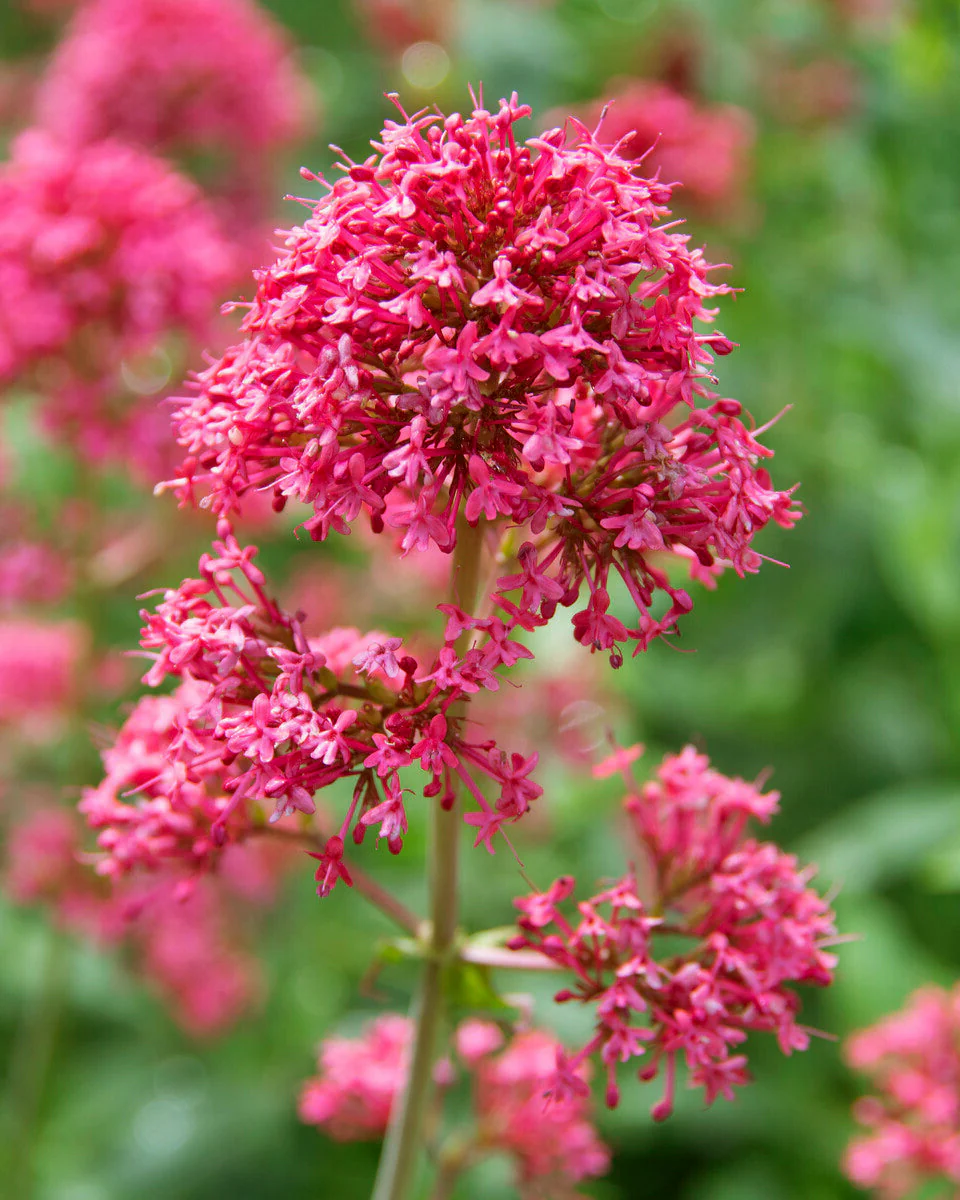 Centranthus 'Rosenrot' - Image 2