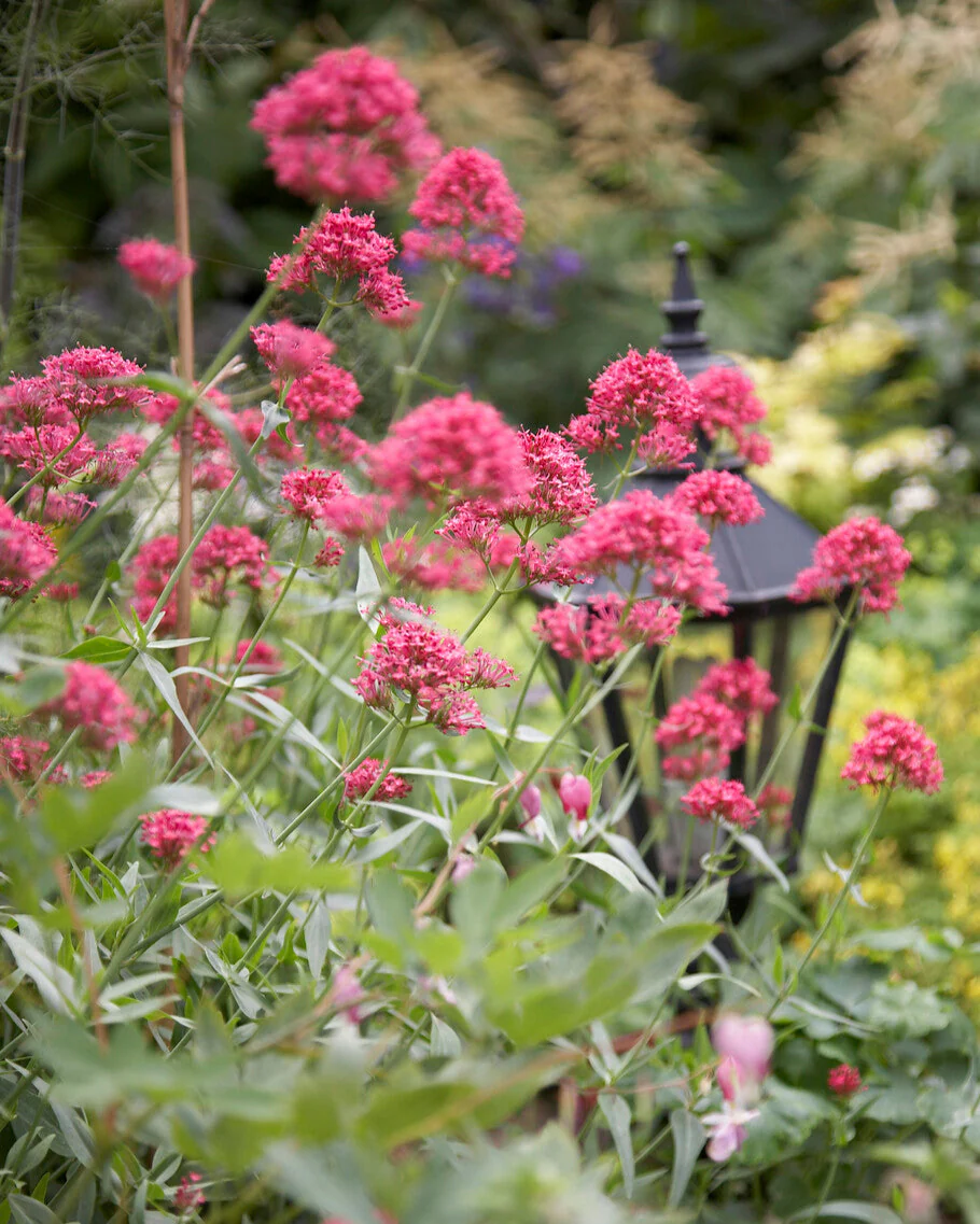 Centranthus 'Rosenrot' - Image 3