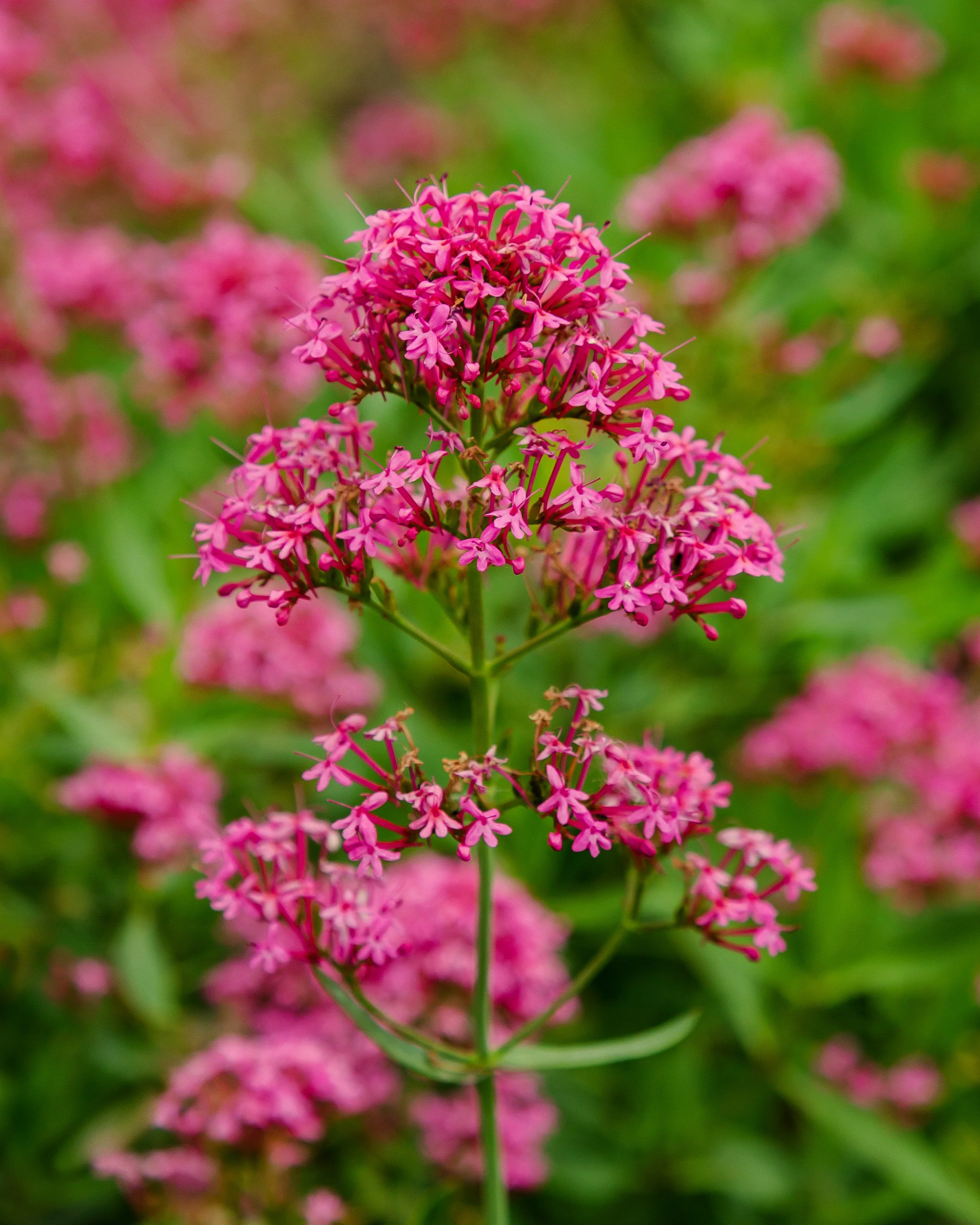Centranthus 'Rosenrot' - Image 9