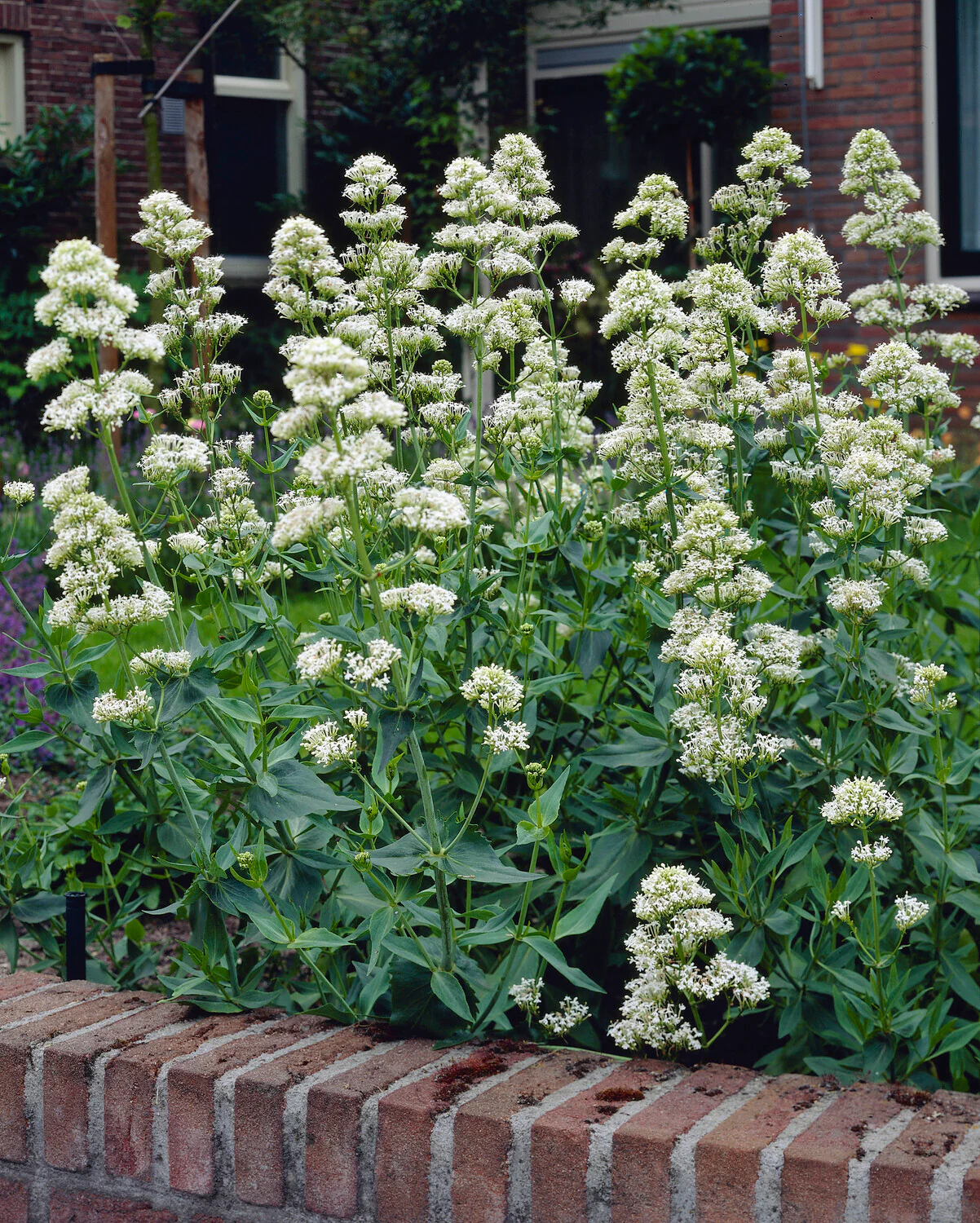 Centranthus 'Albus'