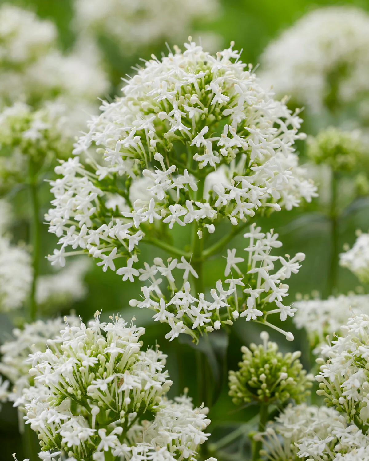 Centranthus 'Albus' - Image 2
