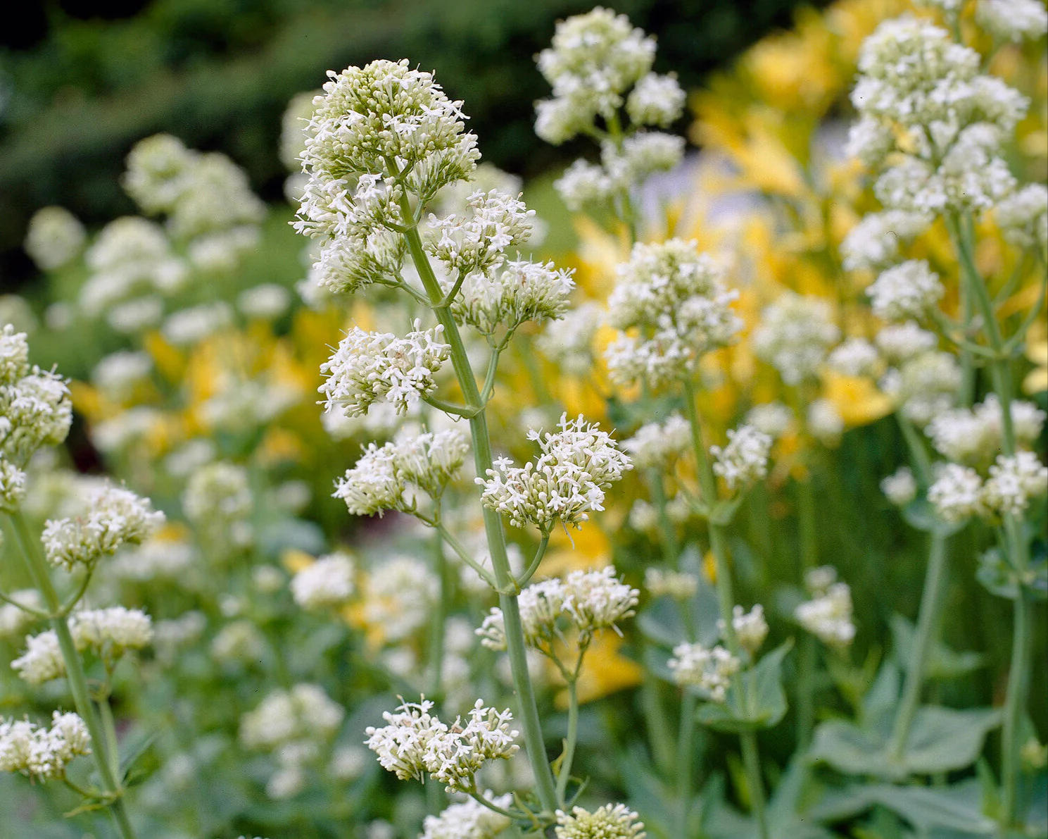 Centranthus 'Albus' - Image 3