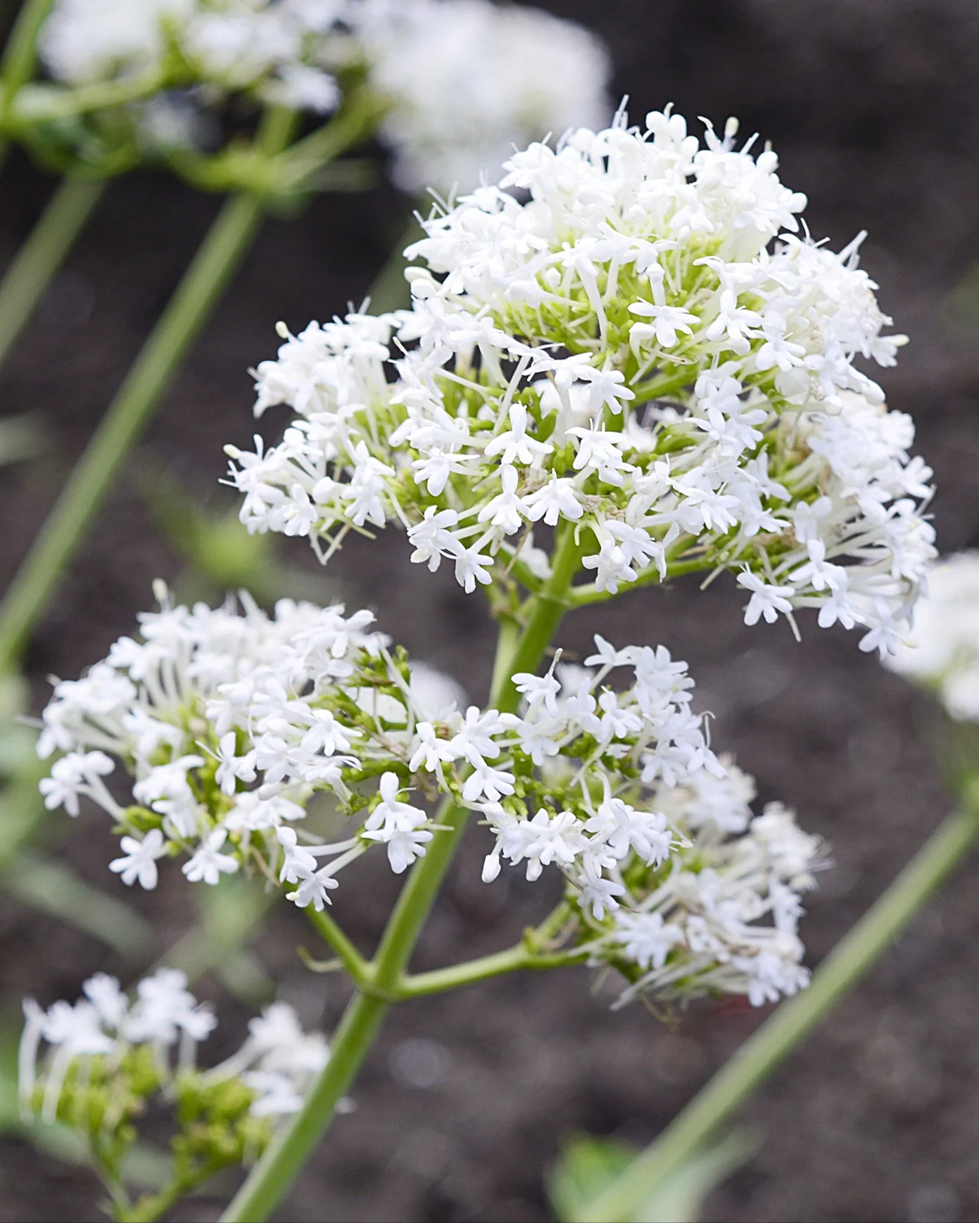 Centranthus 'Albus' - Image 5