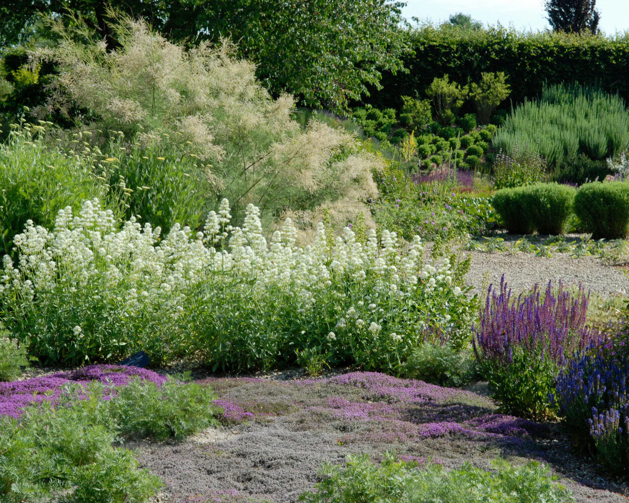 Centranthus 'Albus' - Image 7
