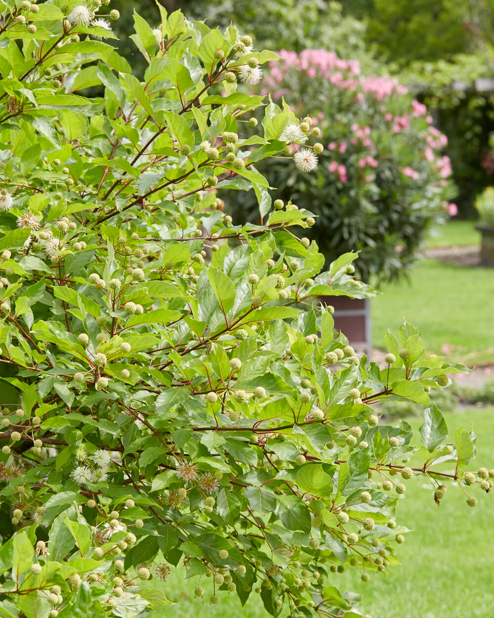 Cephalanthus occidentalis - Image 3