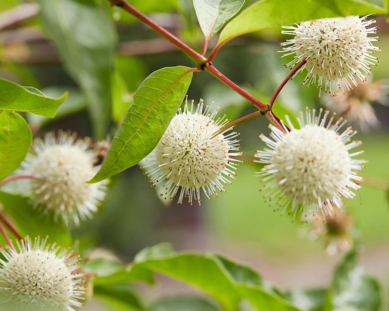 Cephalanthus occidentalis - Image 6