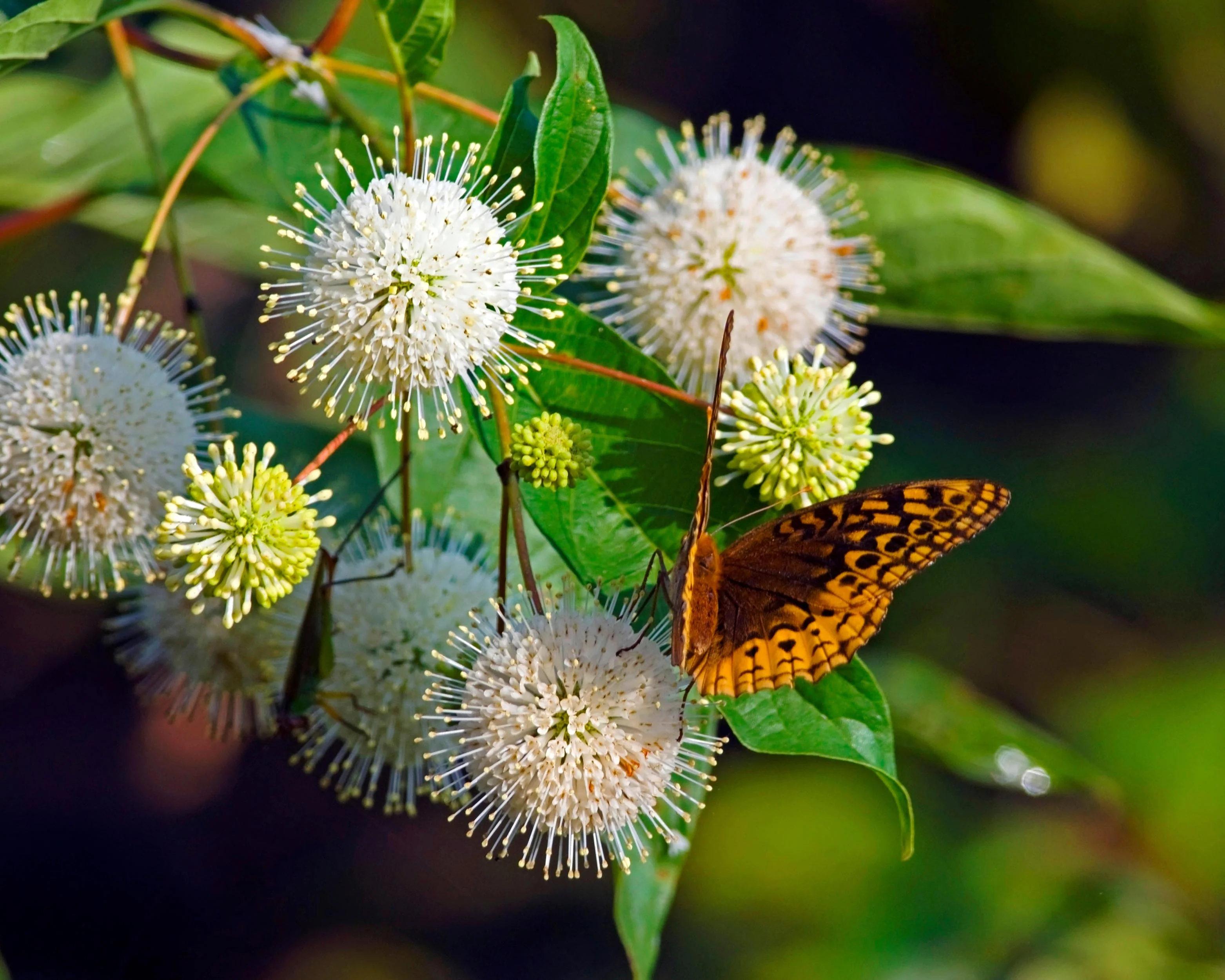 Cephalanthus occidentalis - Image 8
