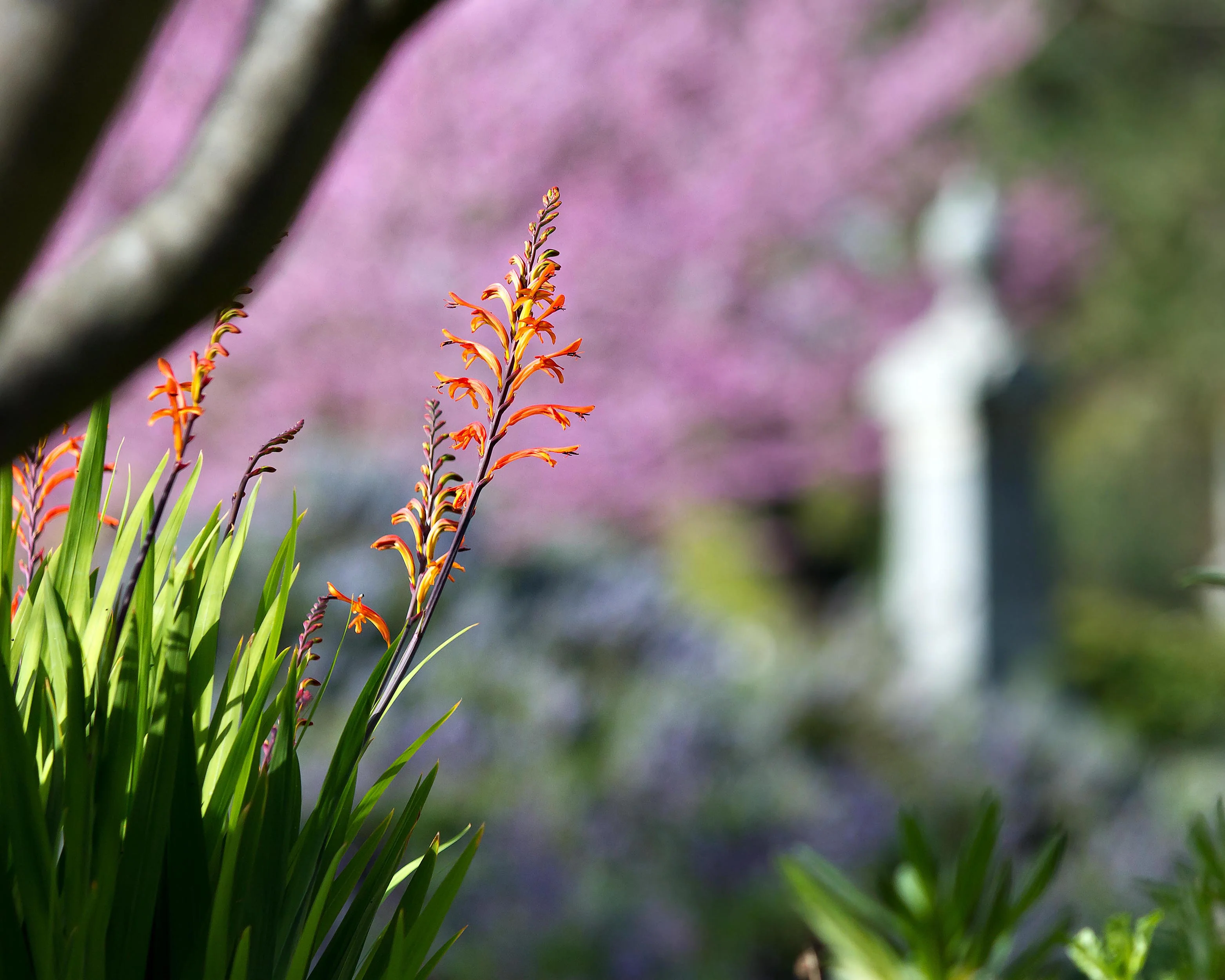 Chasmanthe floribunda - Image 3