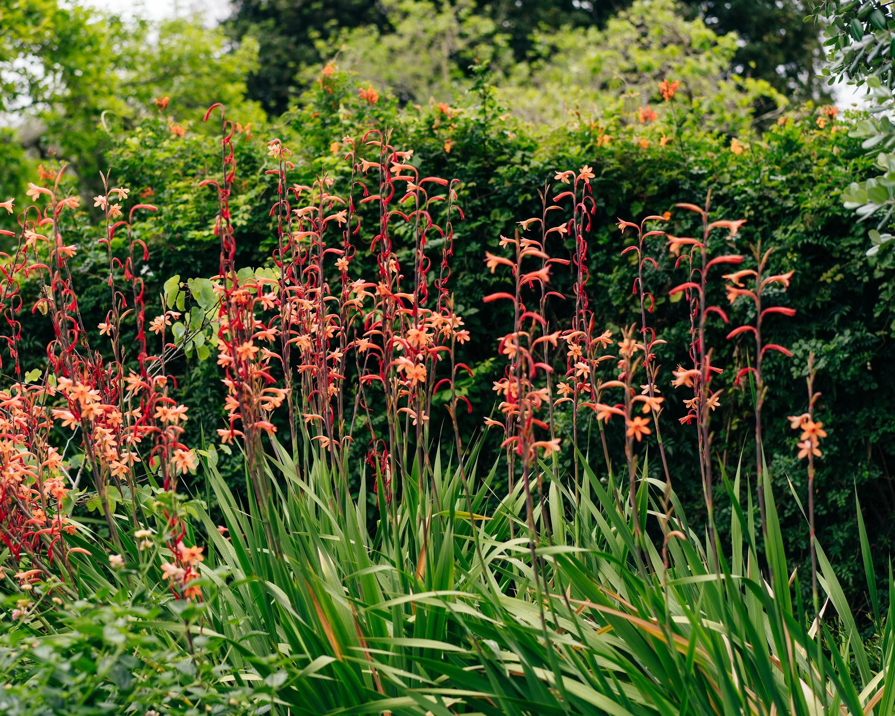 Chasmanthe floribunda - Image 8