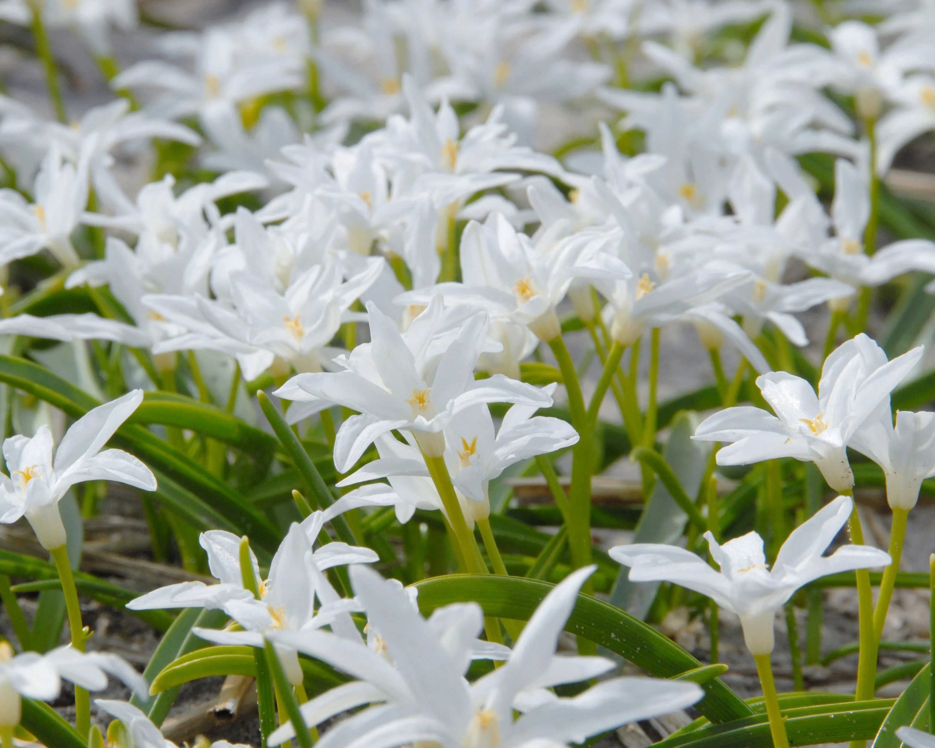 Chionodoxa 'Alba' - Image 3