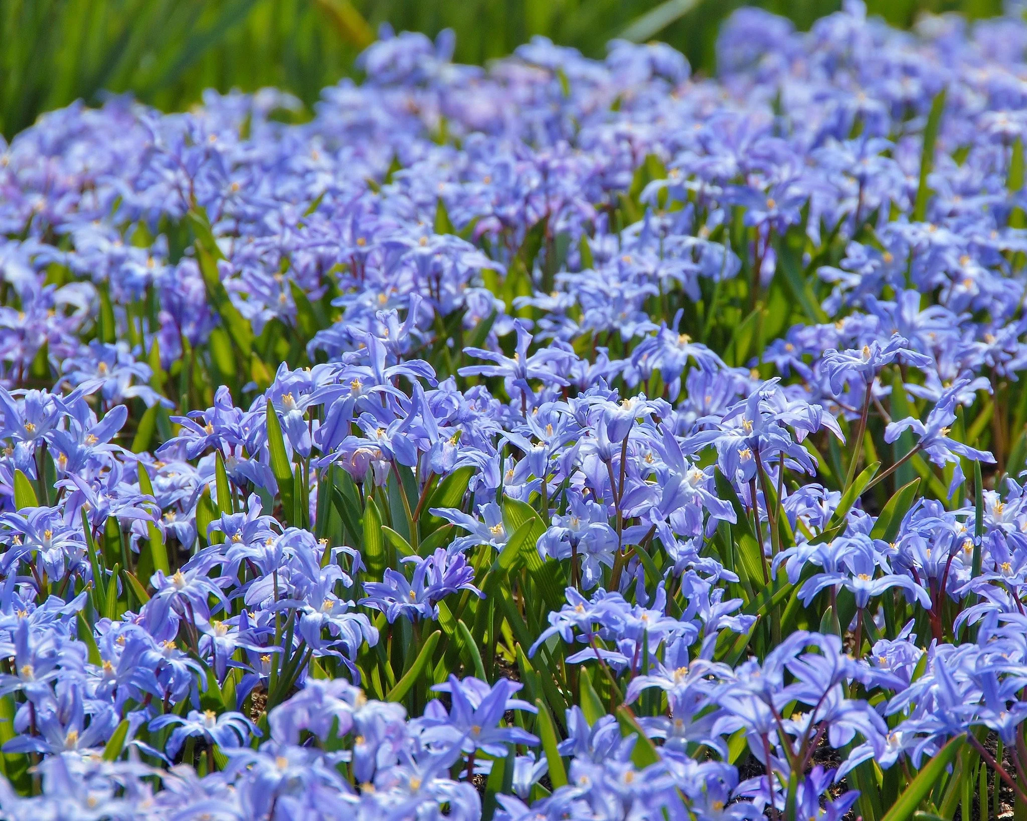 Chionodoxa luciliae - Image 2