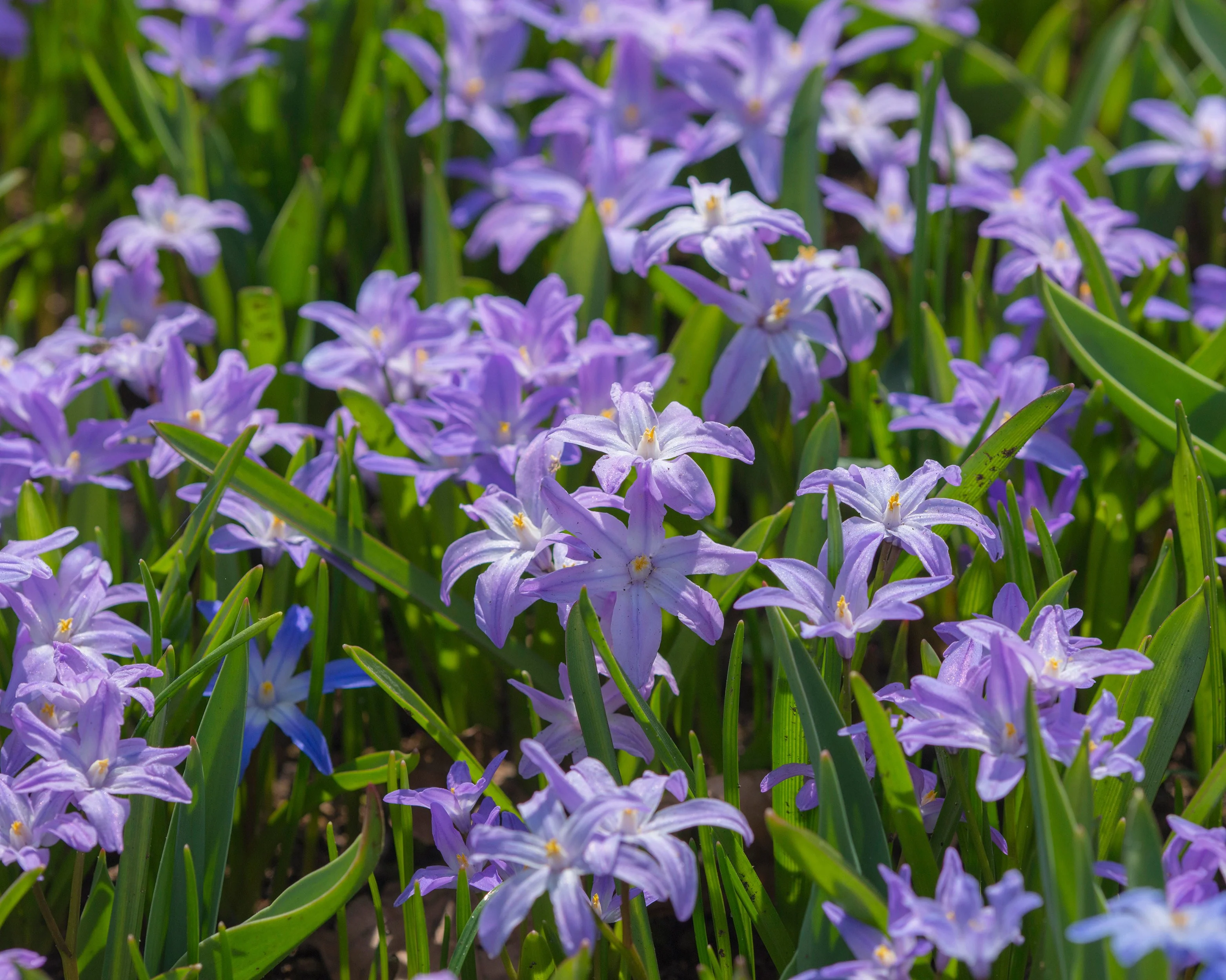 Chionodoxa 'Violet Beauty' - Image 4