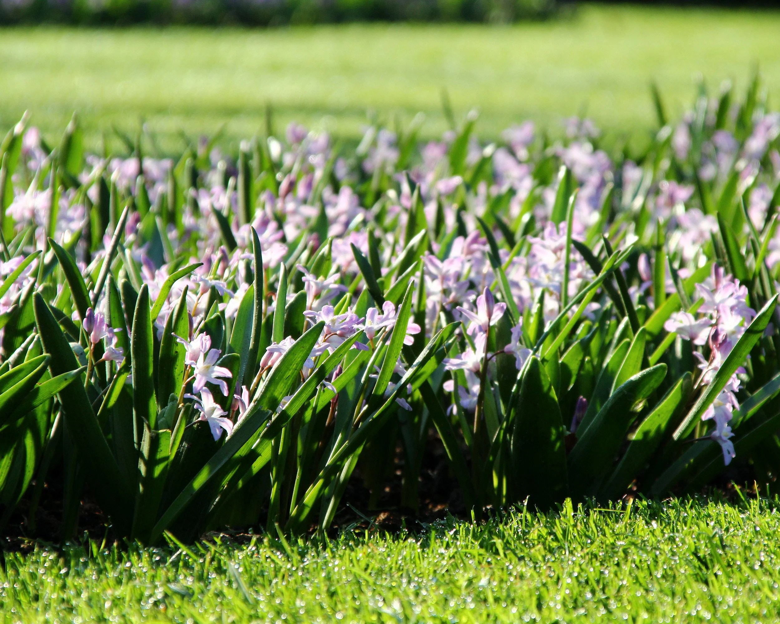 Chionodoxa 'Pink Giant' - Image 5