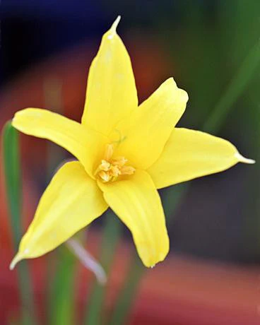 Chlidanthus fragrans - Image 4
