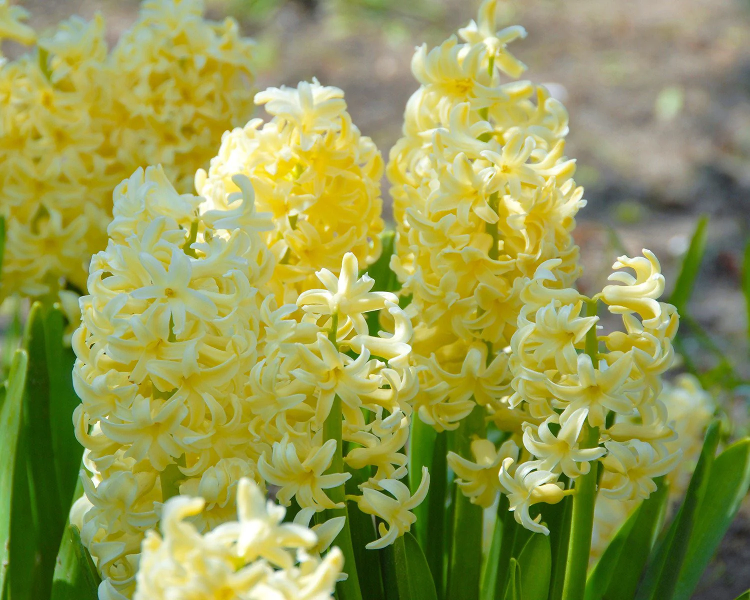 Hyacinth 'City of Haarlem' - Image 3