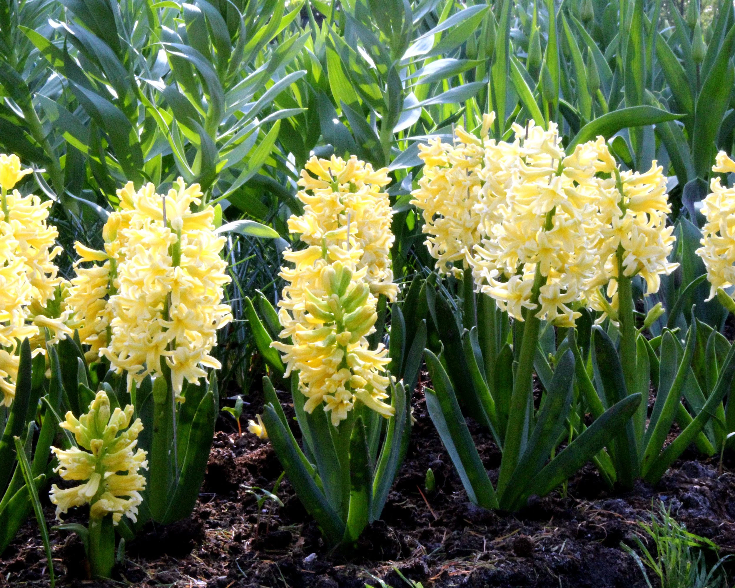 Hyacinth 'City of Haarlem' - Image 5