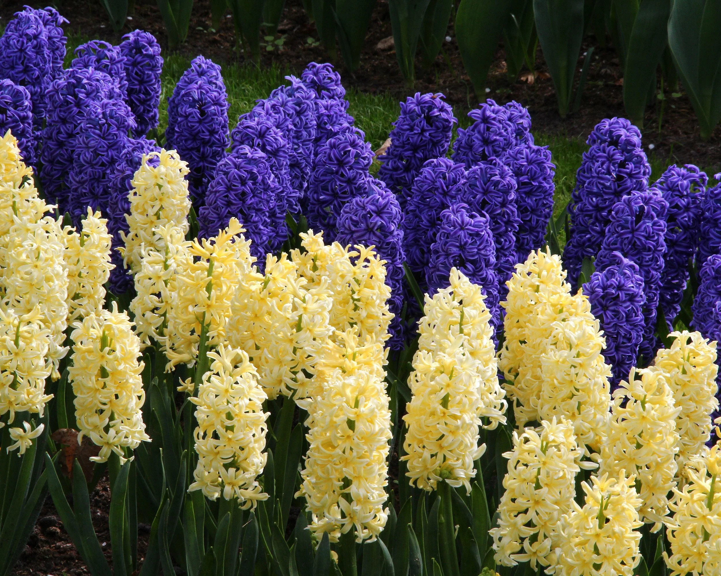 Hyacinth 'City of Haarlem' - Image 7