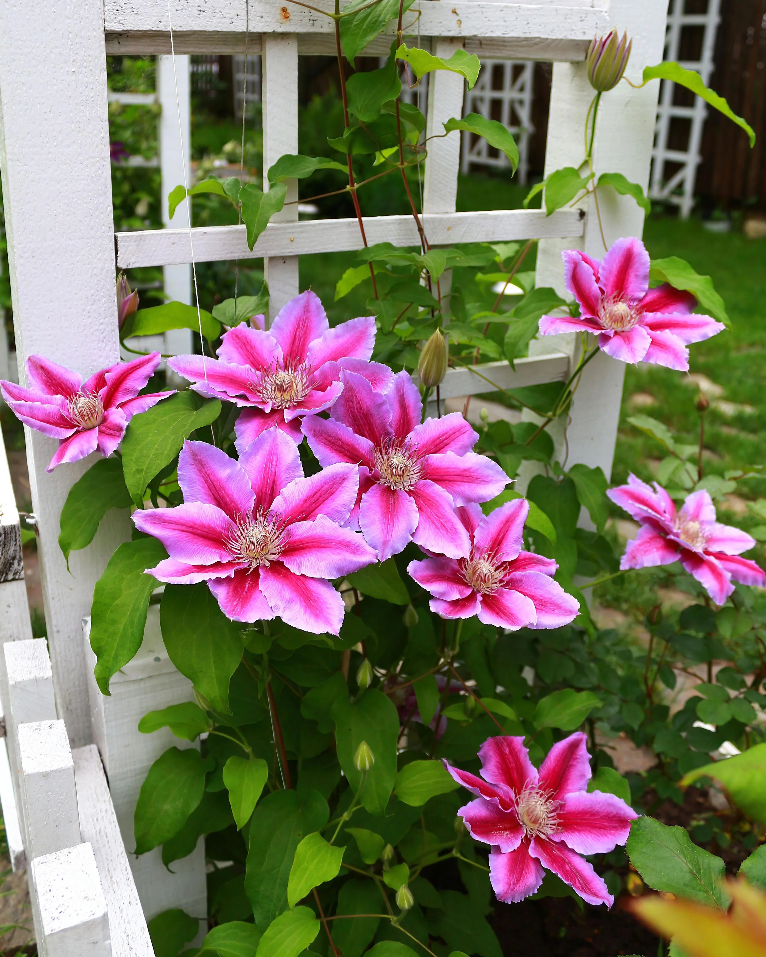 Clematis 'Doctor Ruppel' - Image 2