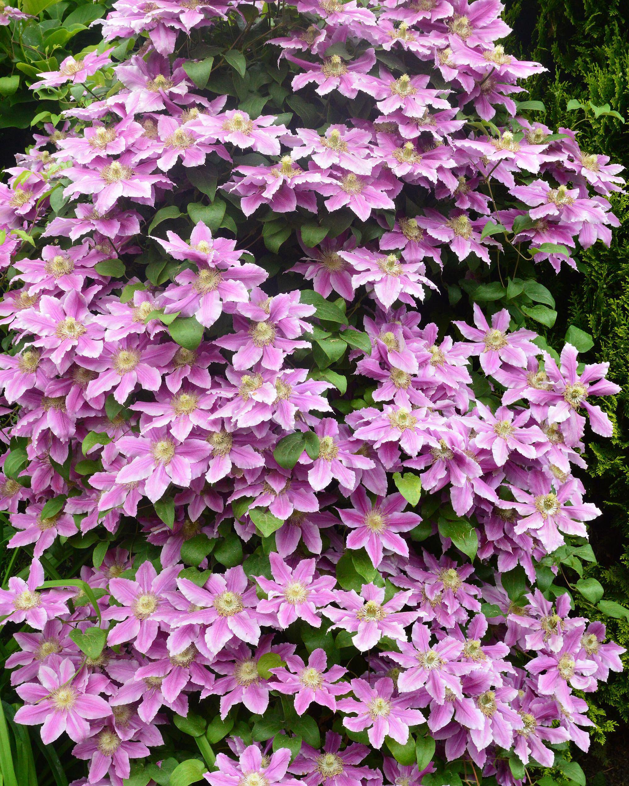 Clematis 'Doctor Ruppel' - Image 3