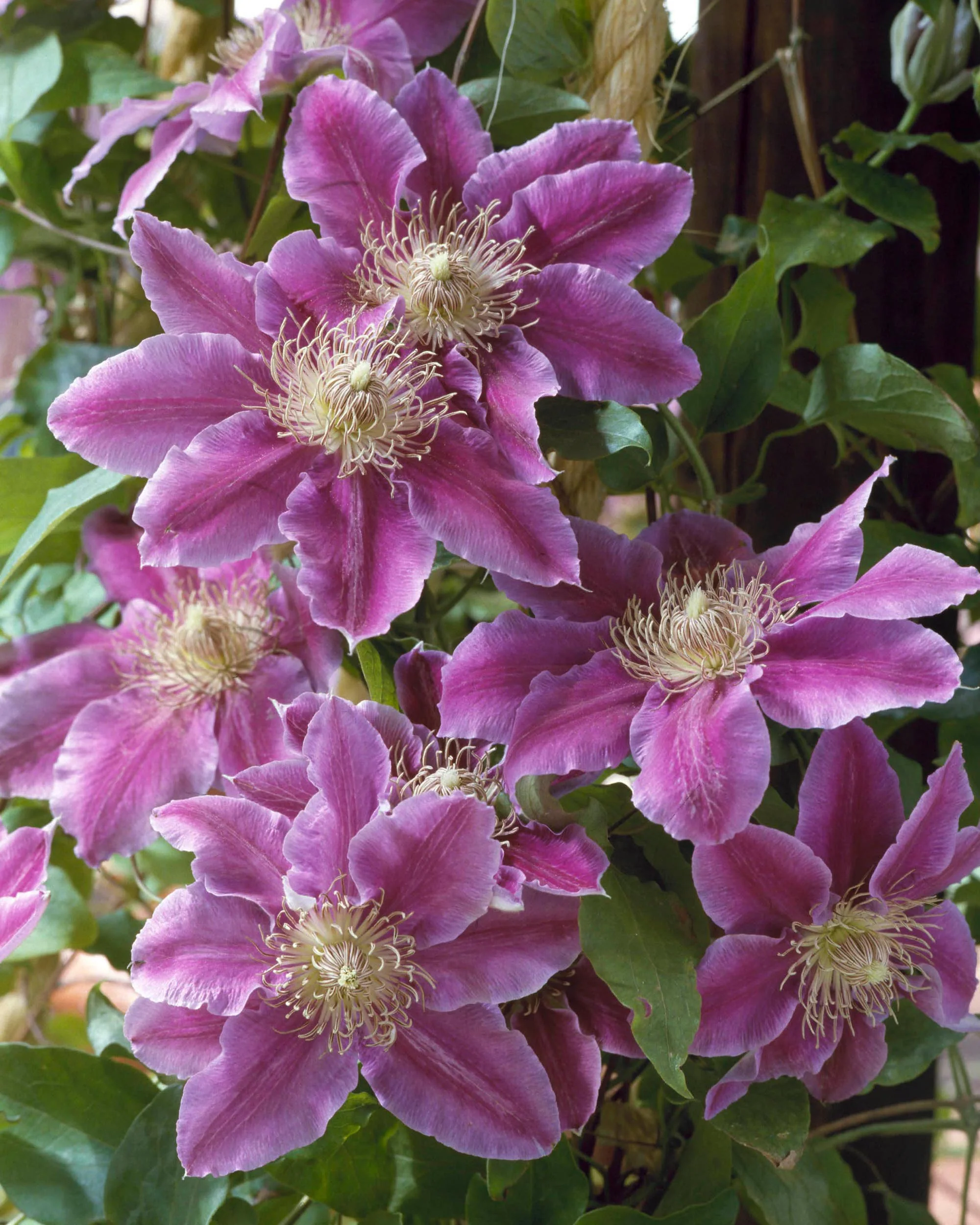 Clematis 'Doctor Ruppel' - Image 5