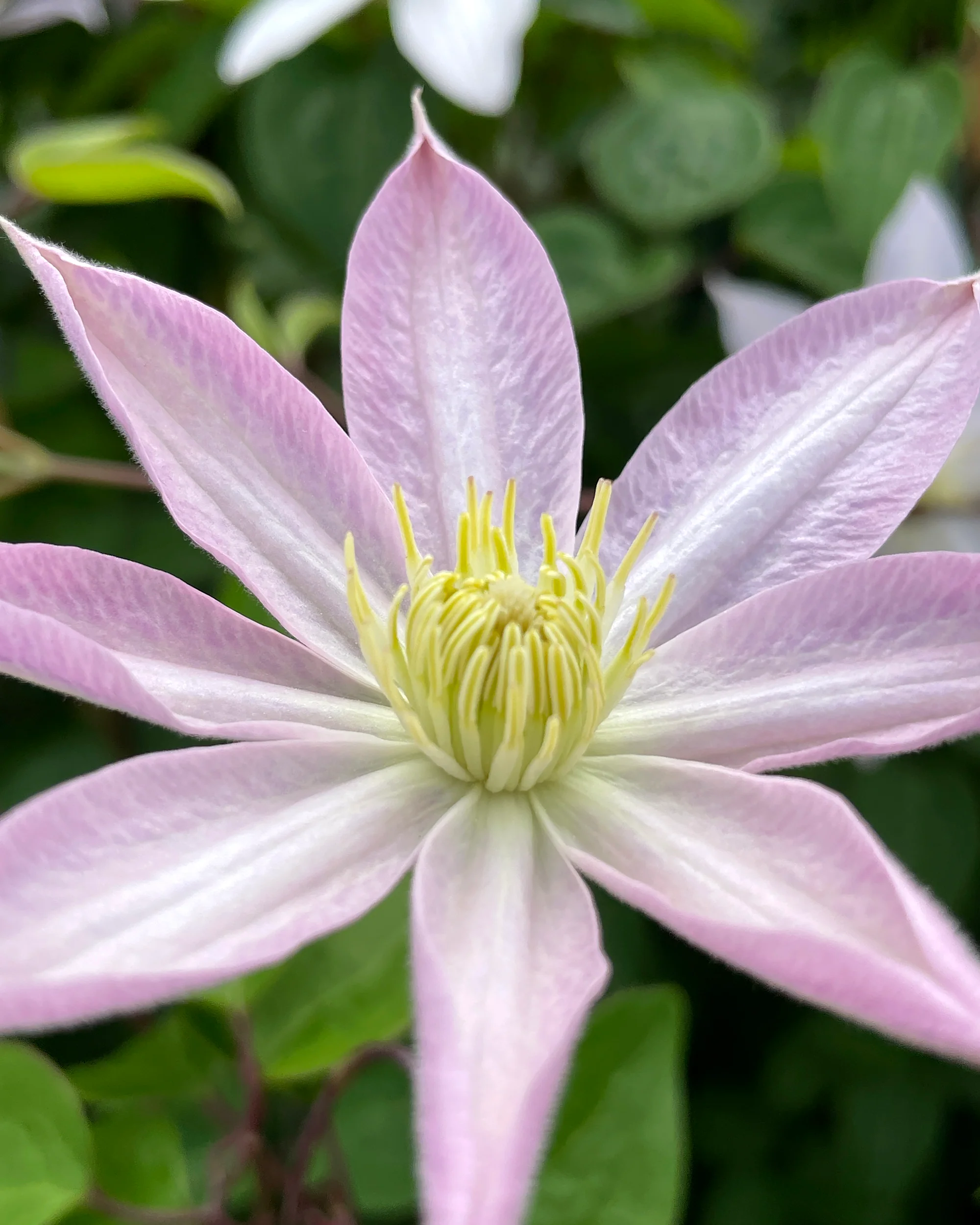 Clematis 'Etoile Nacrée' - Image 3