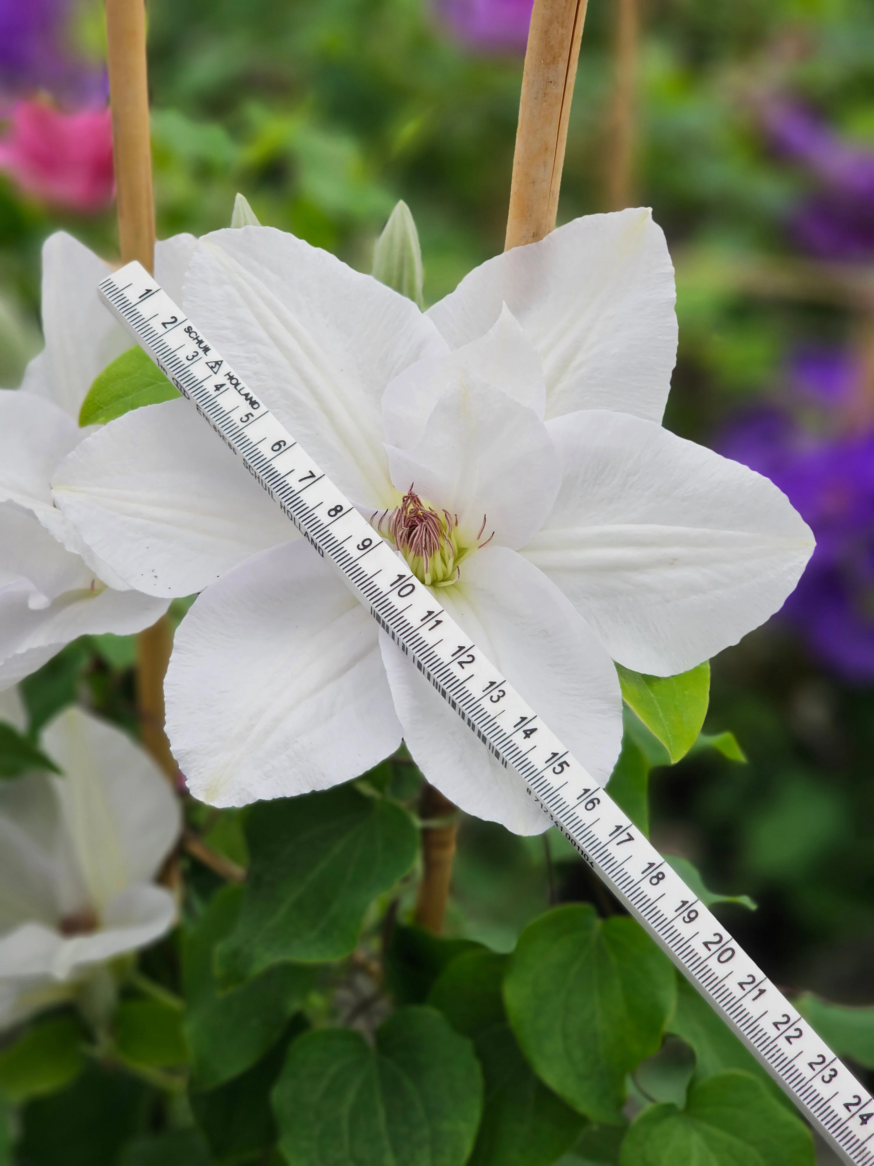 Clematis 'Guernsey Flute' - Image 5