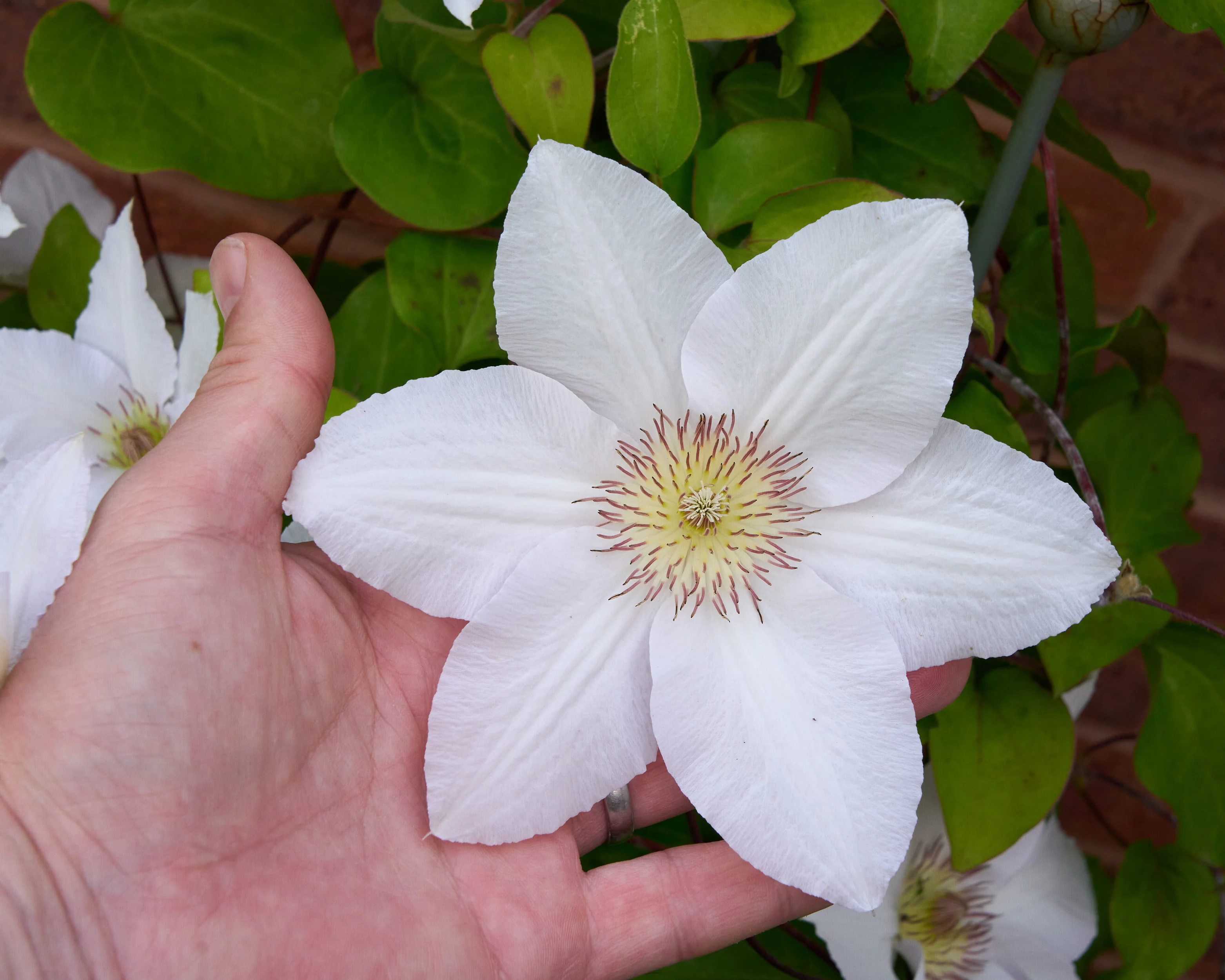 Clematis 'Guernsey Flute' - Image 9
