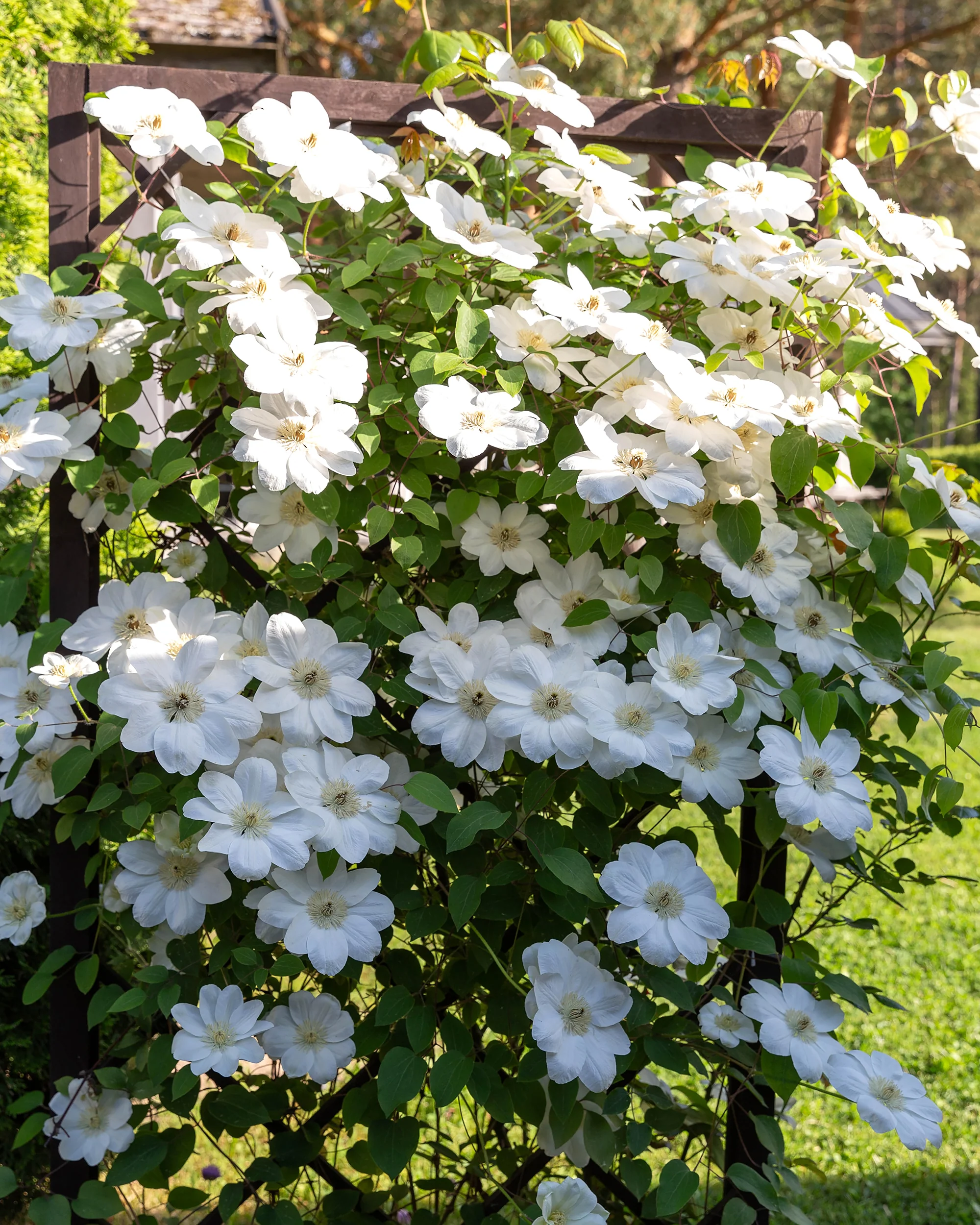 Clematis 'Jackmanii Alba' - Image 3