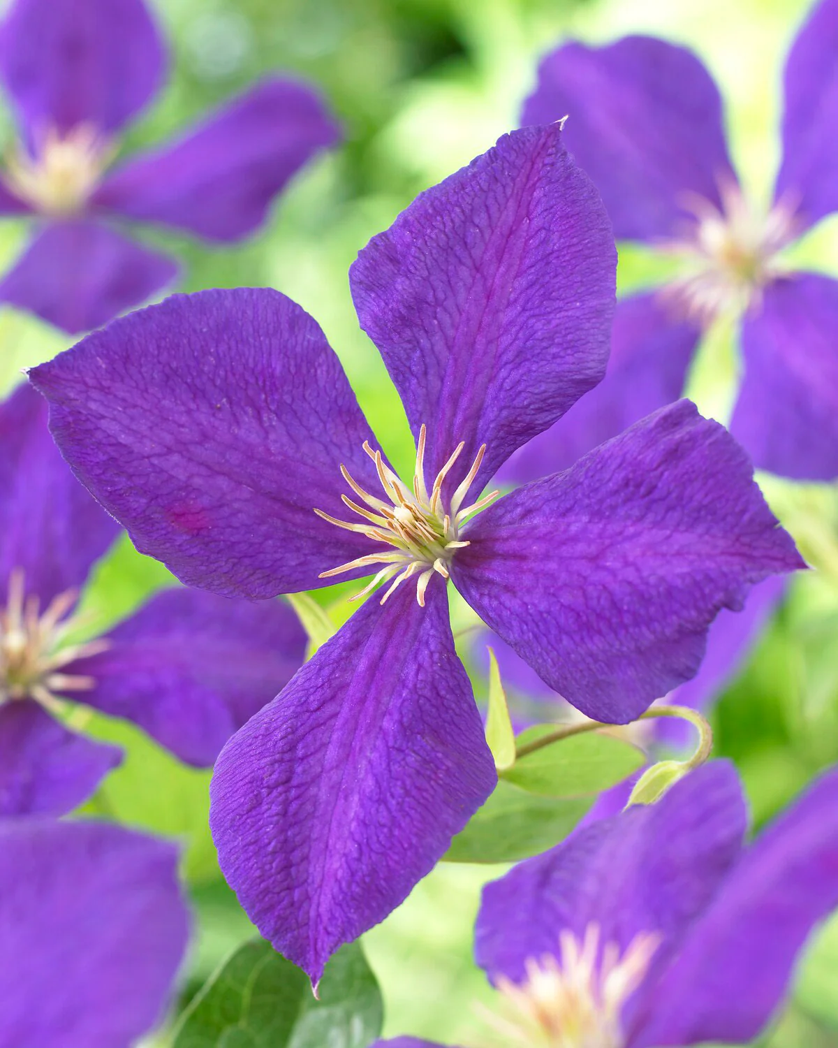 Clematis 'Jackmanii' - Image 3