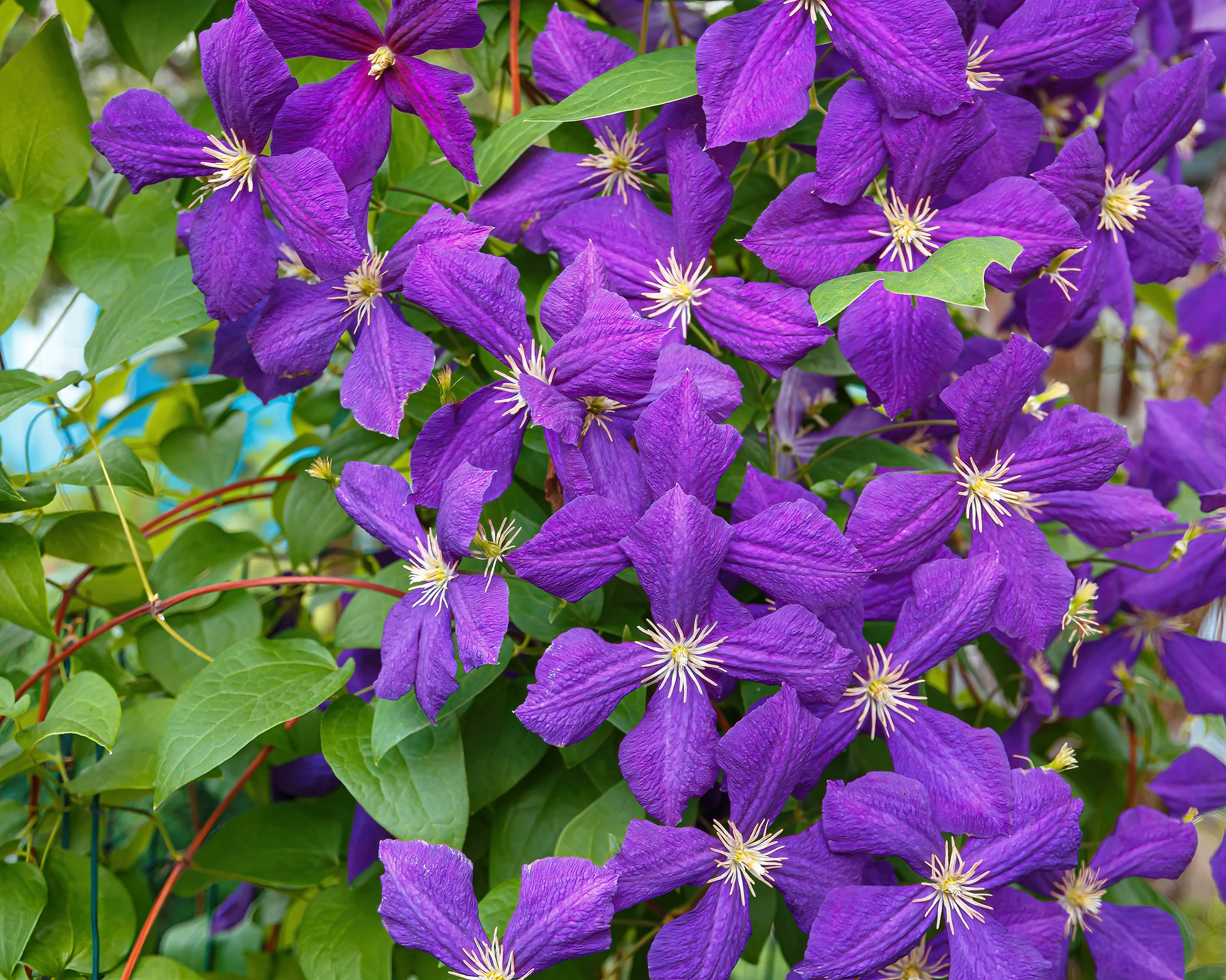 Clematis 'Jackmanii' - Image 4