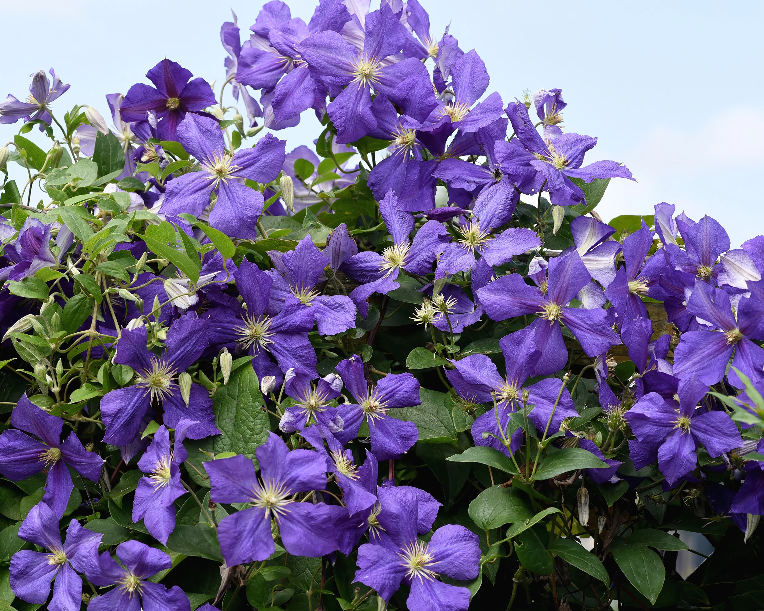 Clematis 'Jackmanii' - Image 6