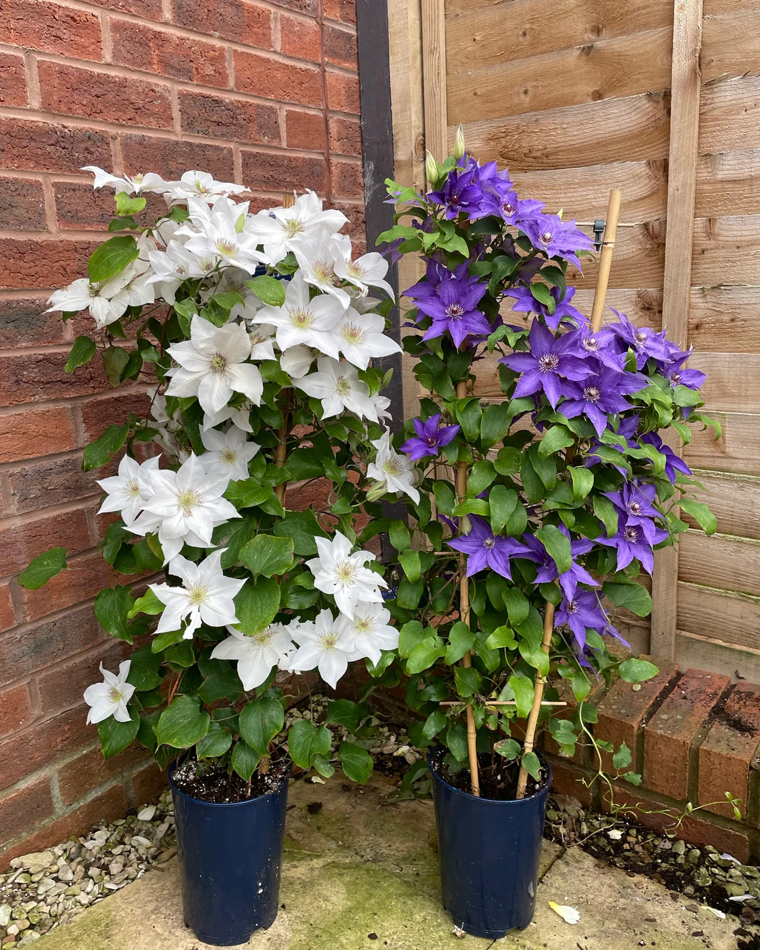 Clematis 'Lindsay' - Image 6
