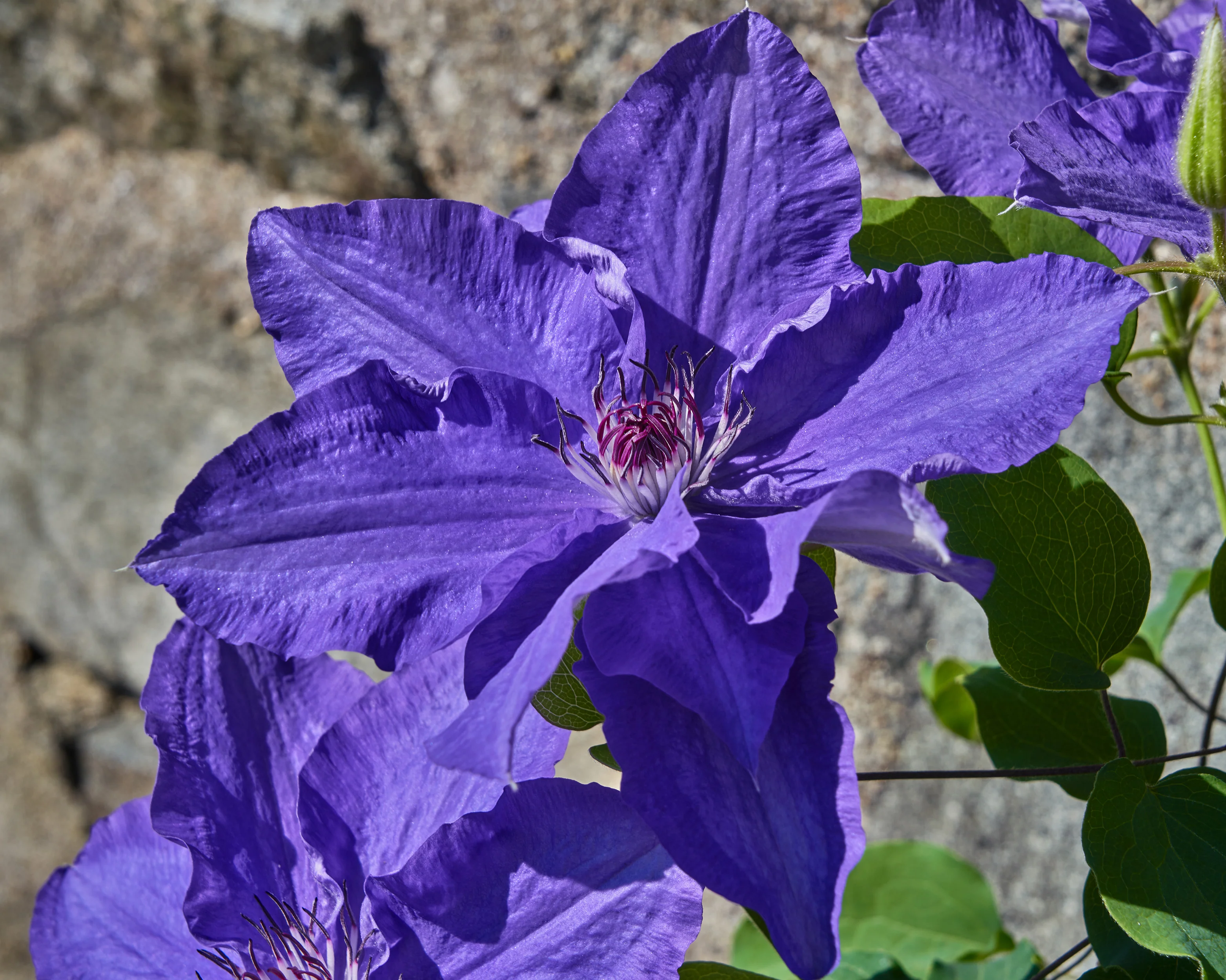 Clematis 'Lindsay' - Image 7