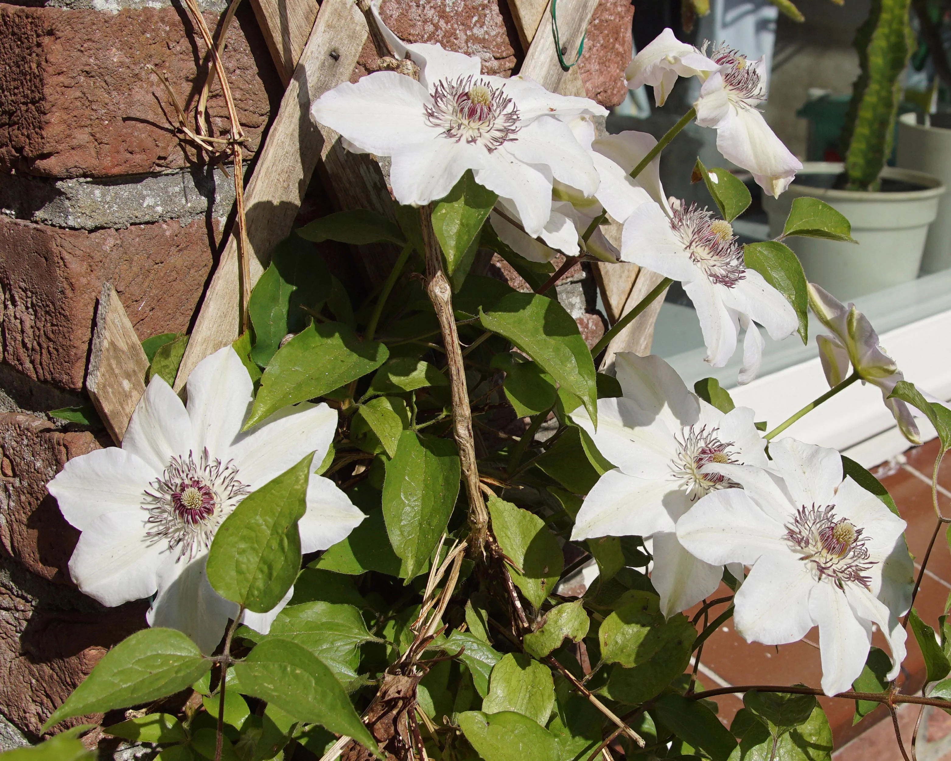 Clematis 'Miss Bateman' - Image 5