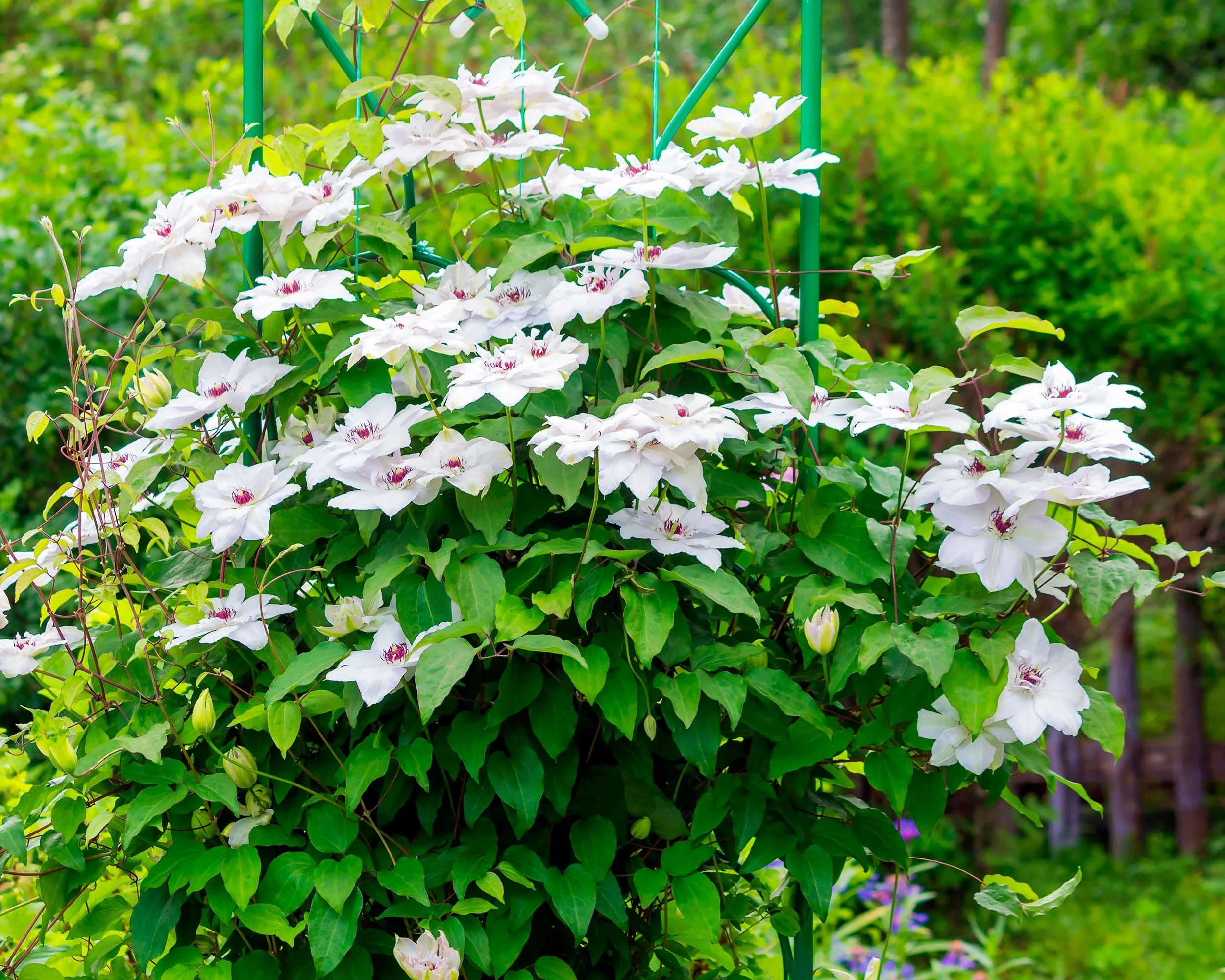 Clematis 'Miss Bateman' - Image 6