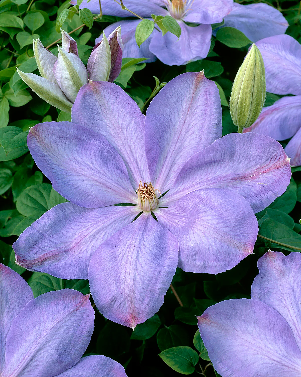 Clematis 'Mrs Cholmondeley' - Image 4