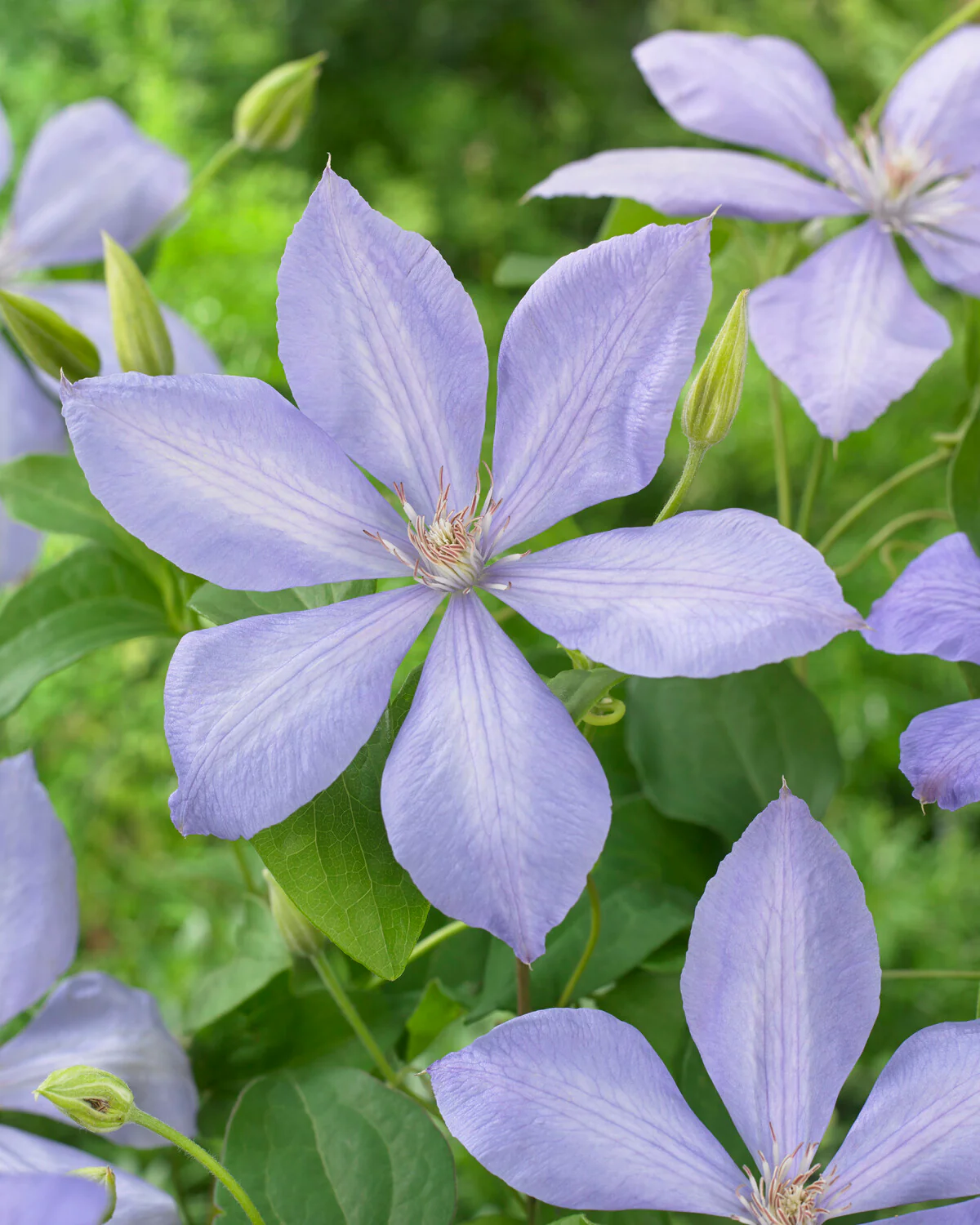 Clematis 'Mrs Cholmondeley' - Image 5