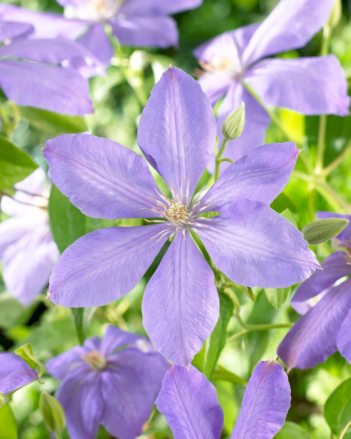 Clematis 'Mrs Cholmondeley' - Image 6