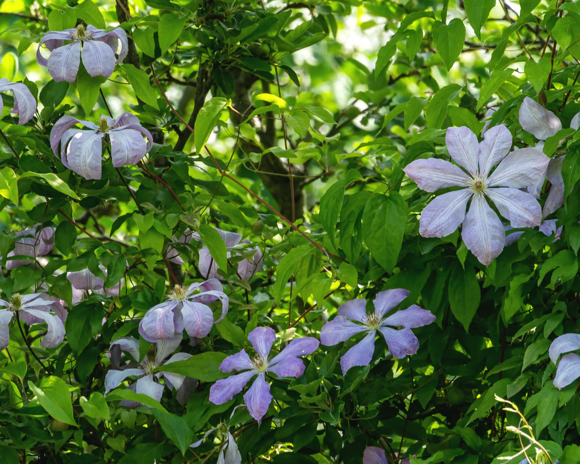 Clematis 'Mrs Cholmondeley' - Image 7