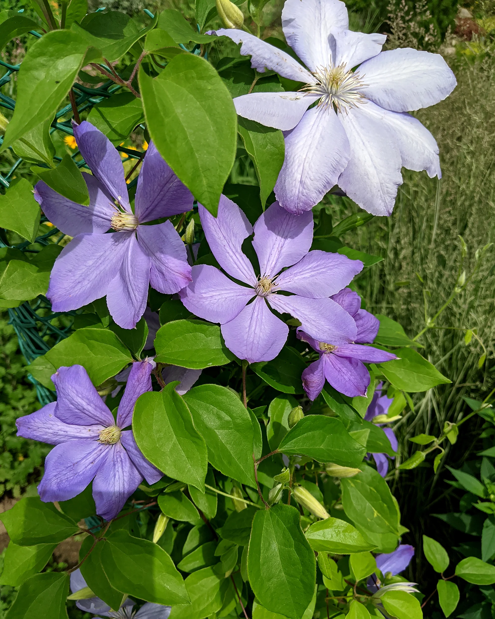 Clematis 'Mrs Cholmondeley' - Image 8
