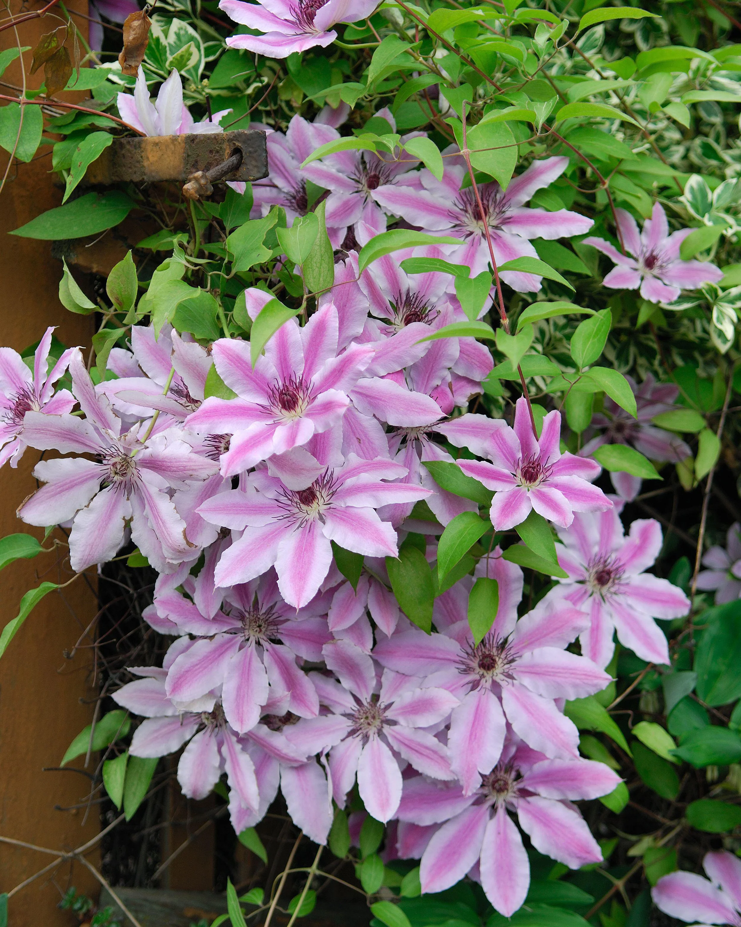 Clematis 'Nelly Moser' - Image 10