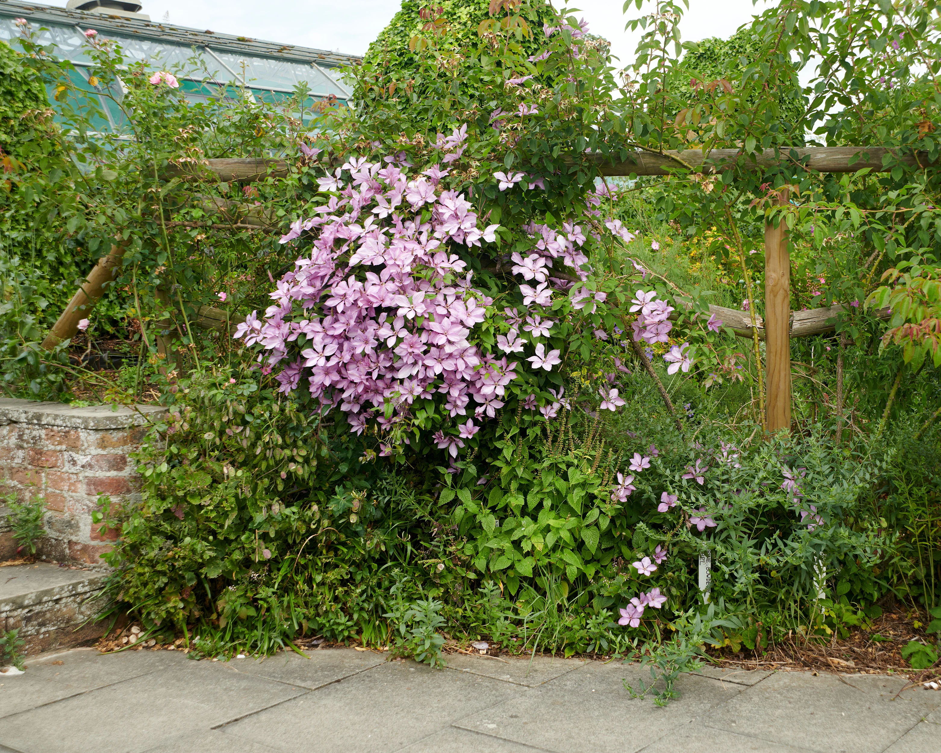 Clematis 'Nelly Moser' - Image 3