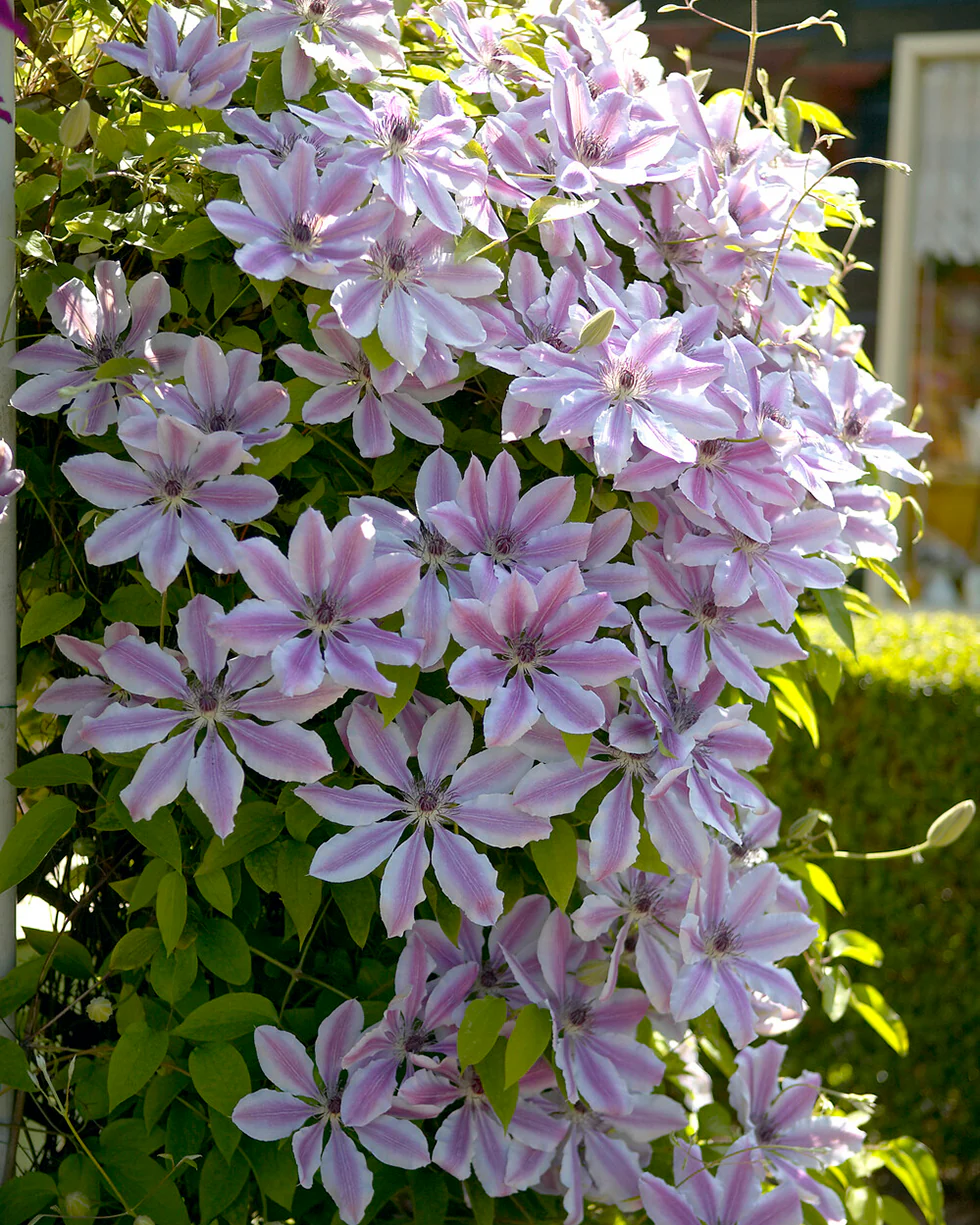Clematis 'Nelly Moser' - Image 4