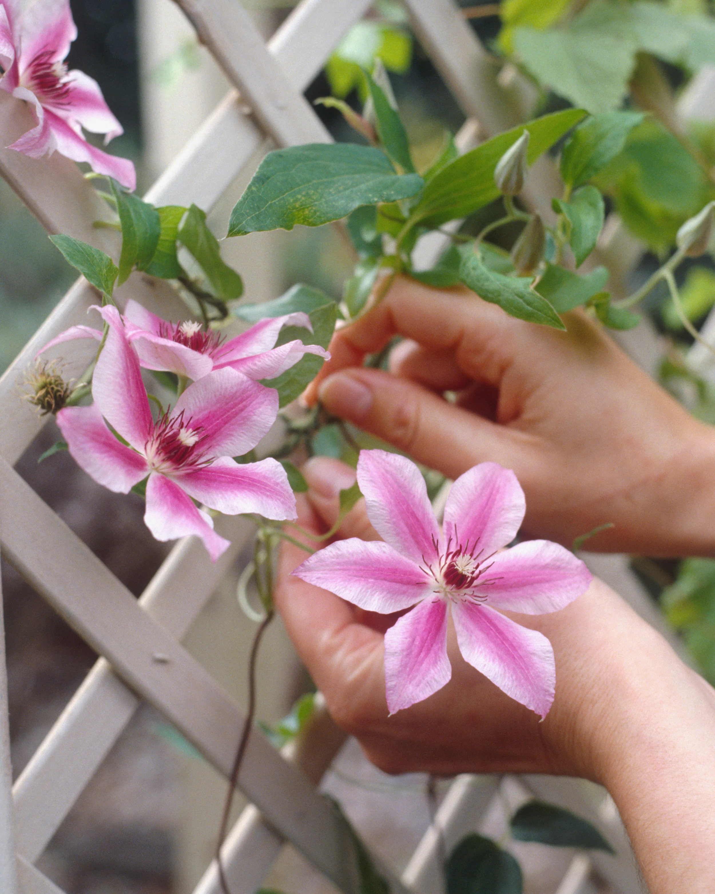 Clematis 'Nelly Moser' - Image 5