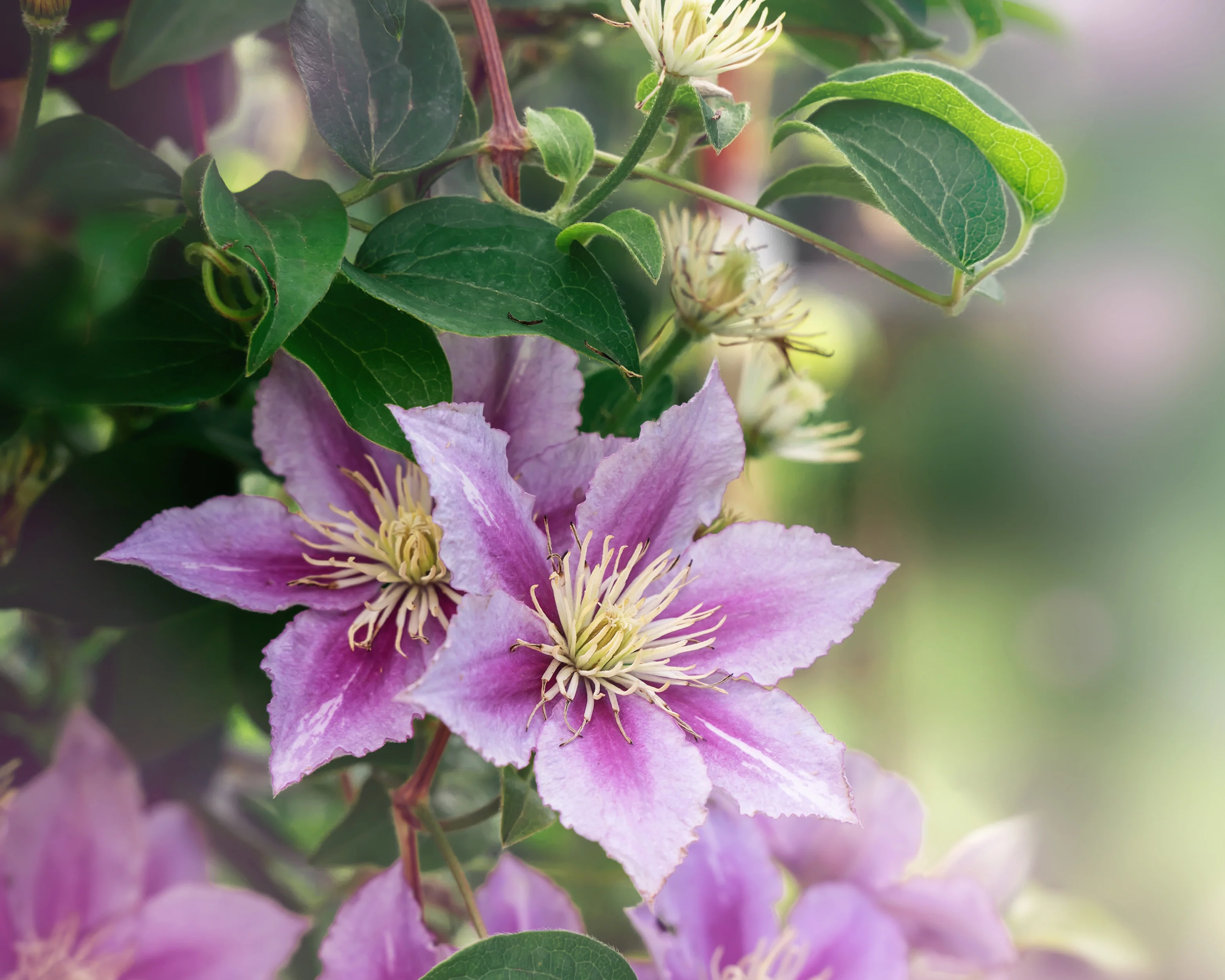 Clematis 'Nelly Moser' - Image 9