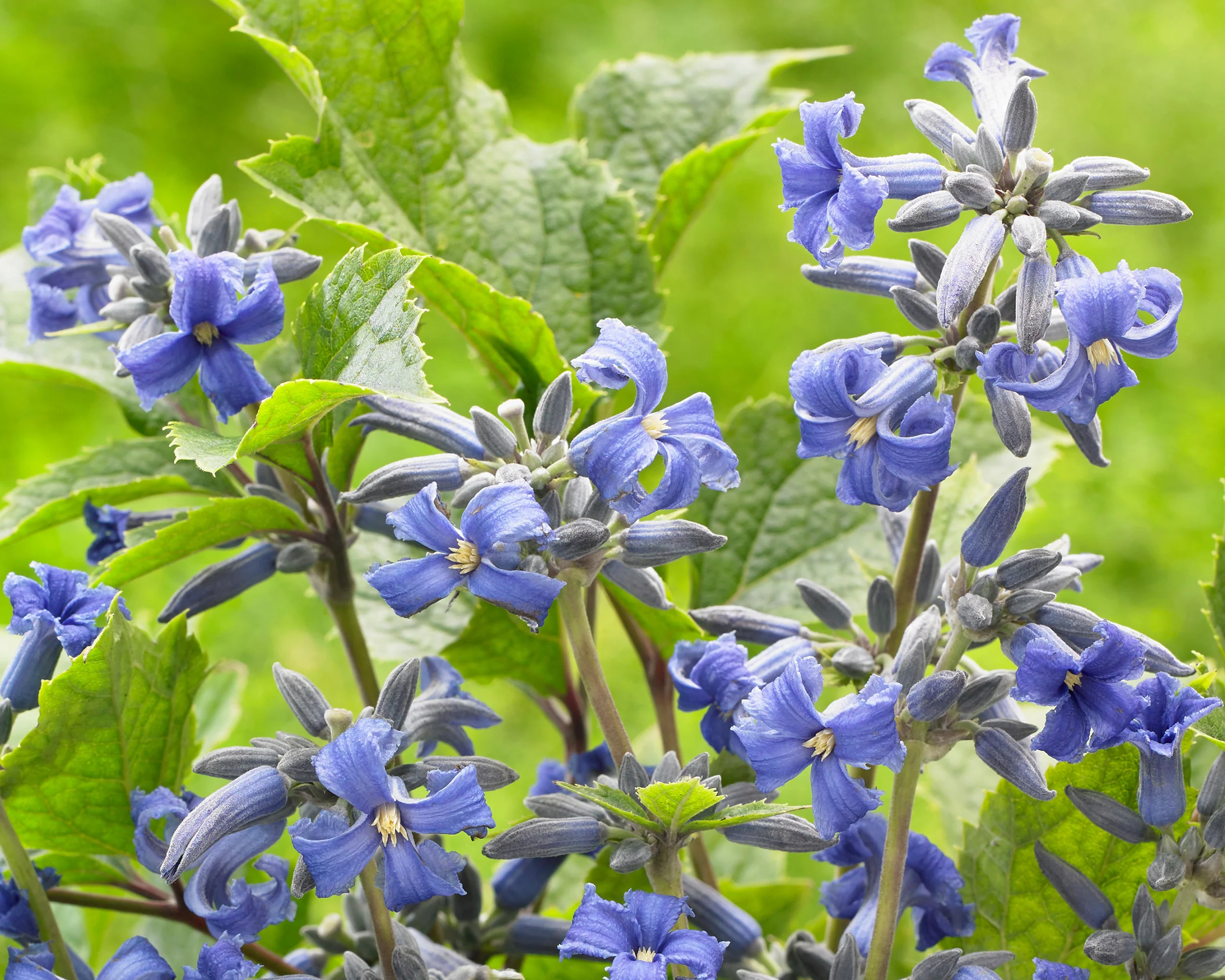 Clematis 'New Love' - Image 10